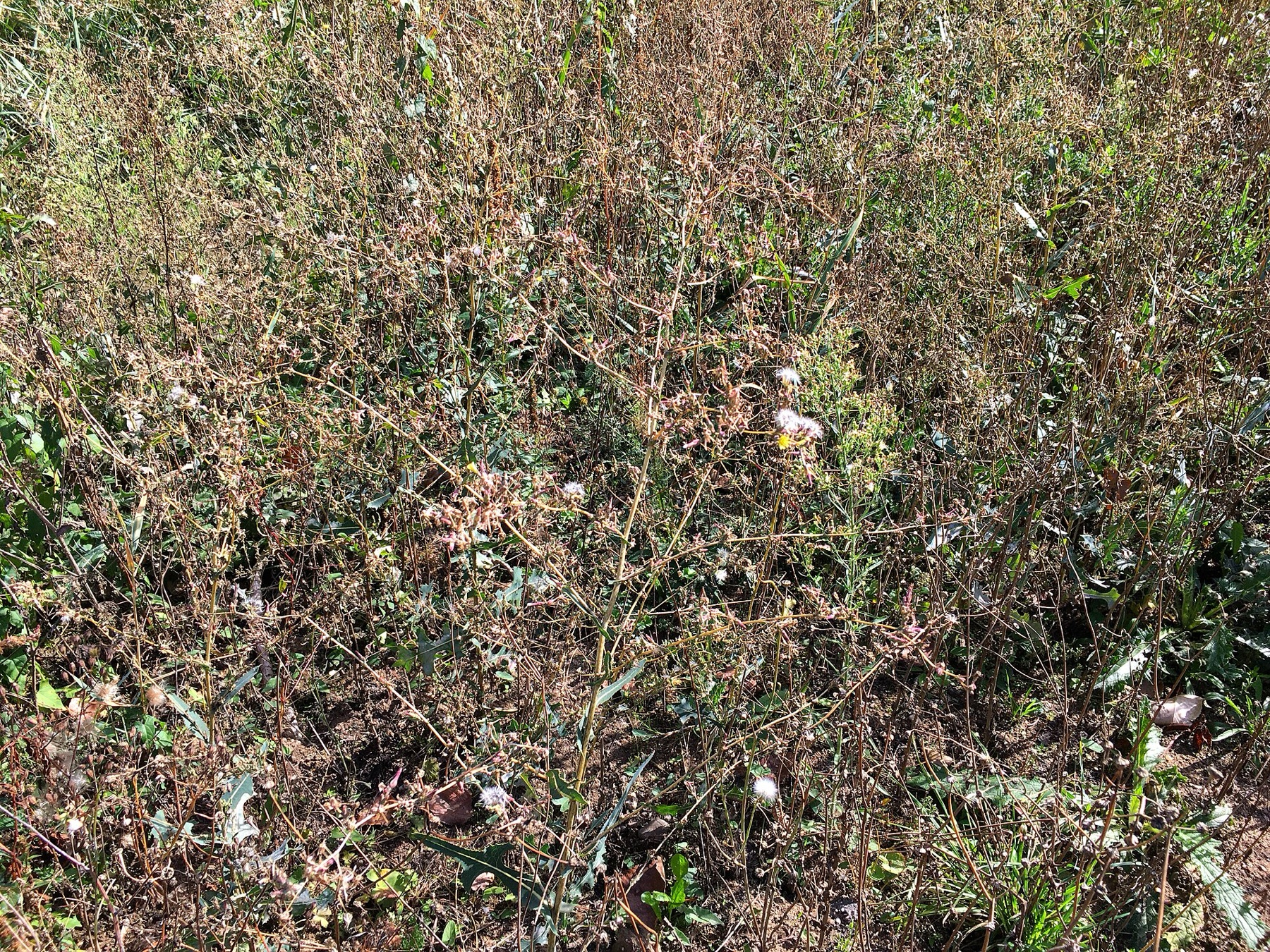 Prickly Lettuce — photo 12