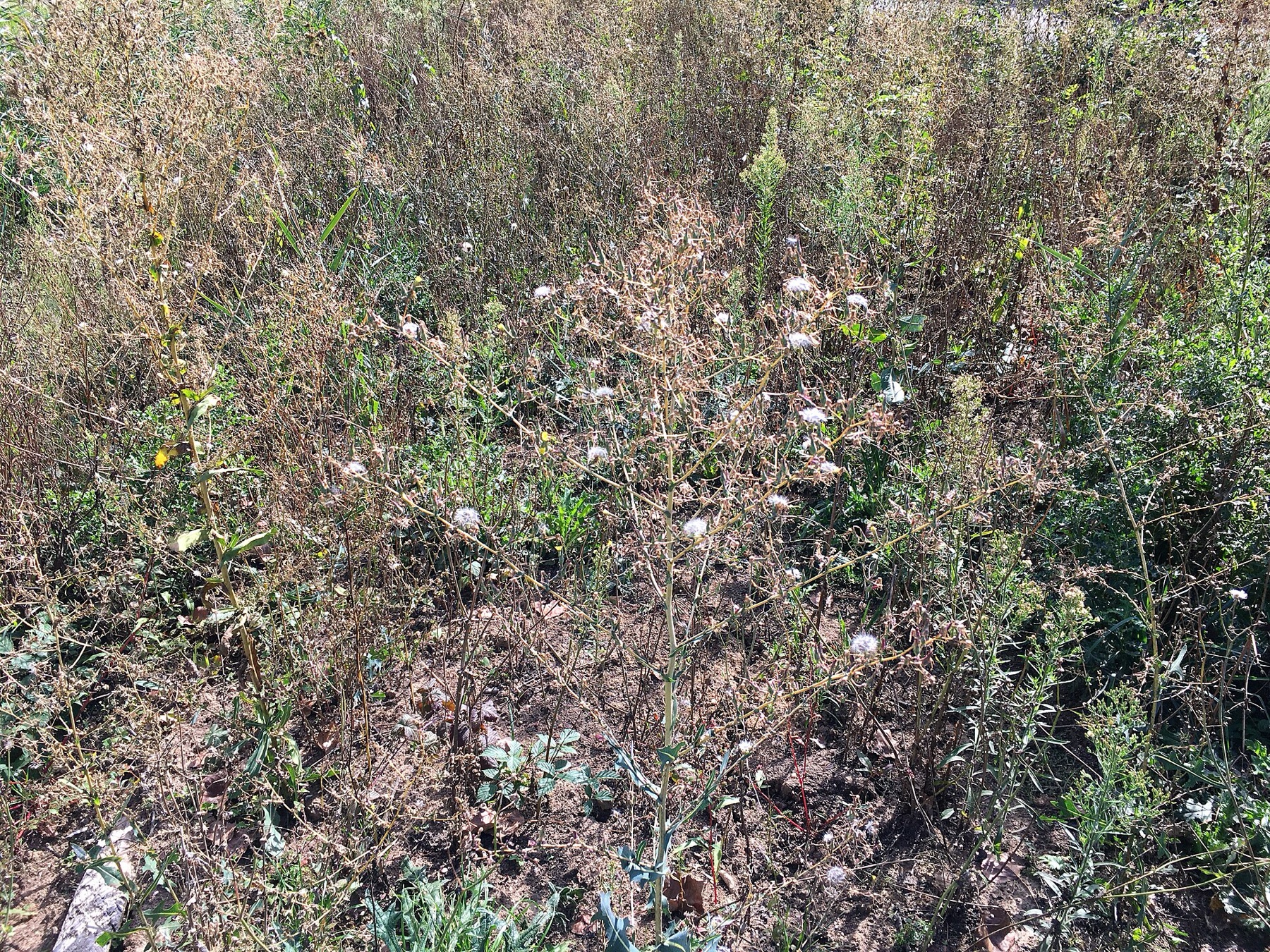 Prickly Lettuce — photo 13