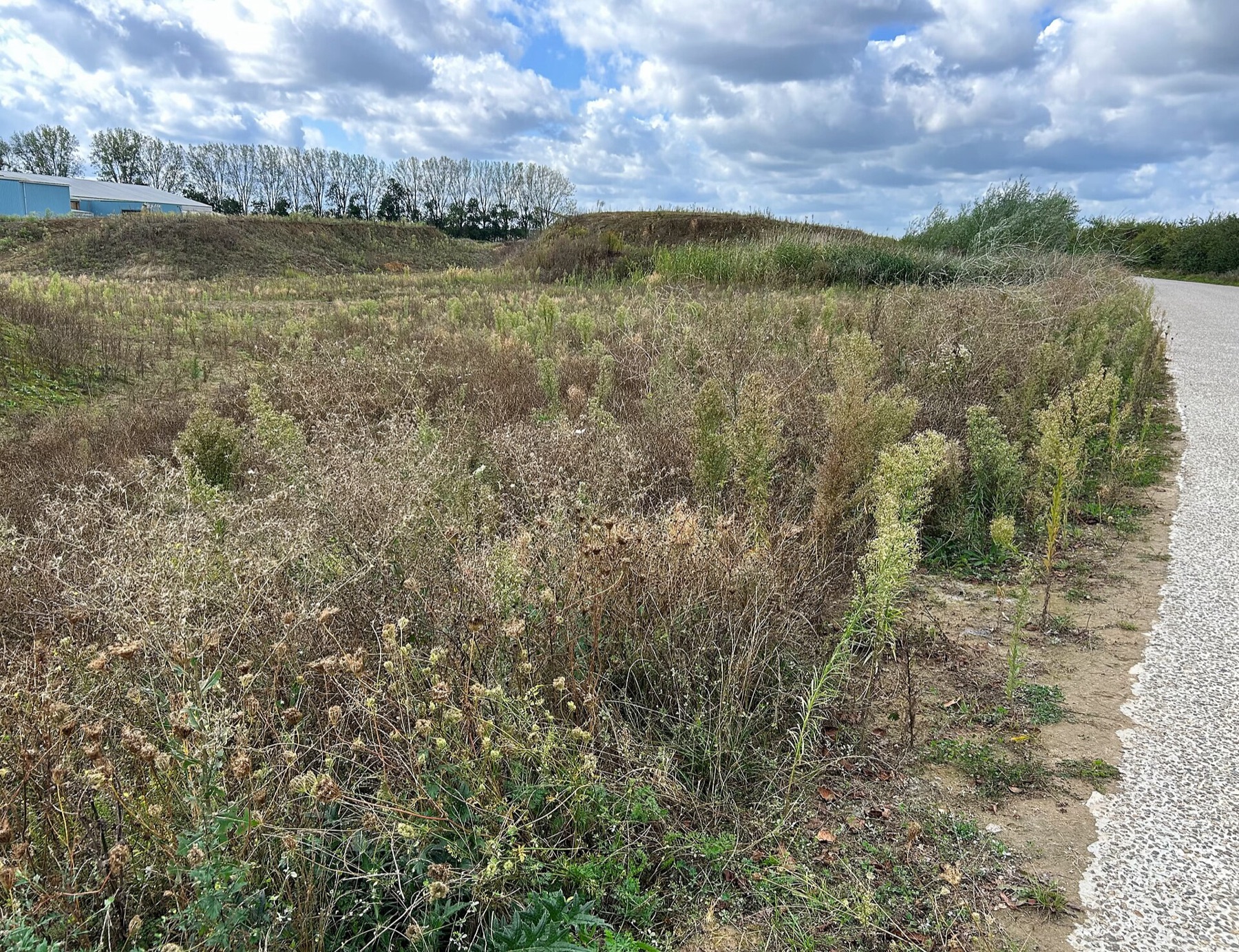 Prickly Lettuce — photo 14