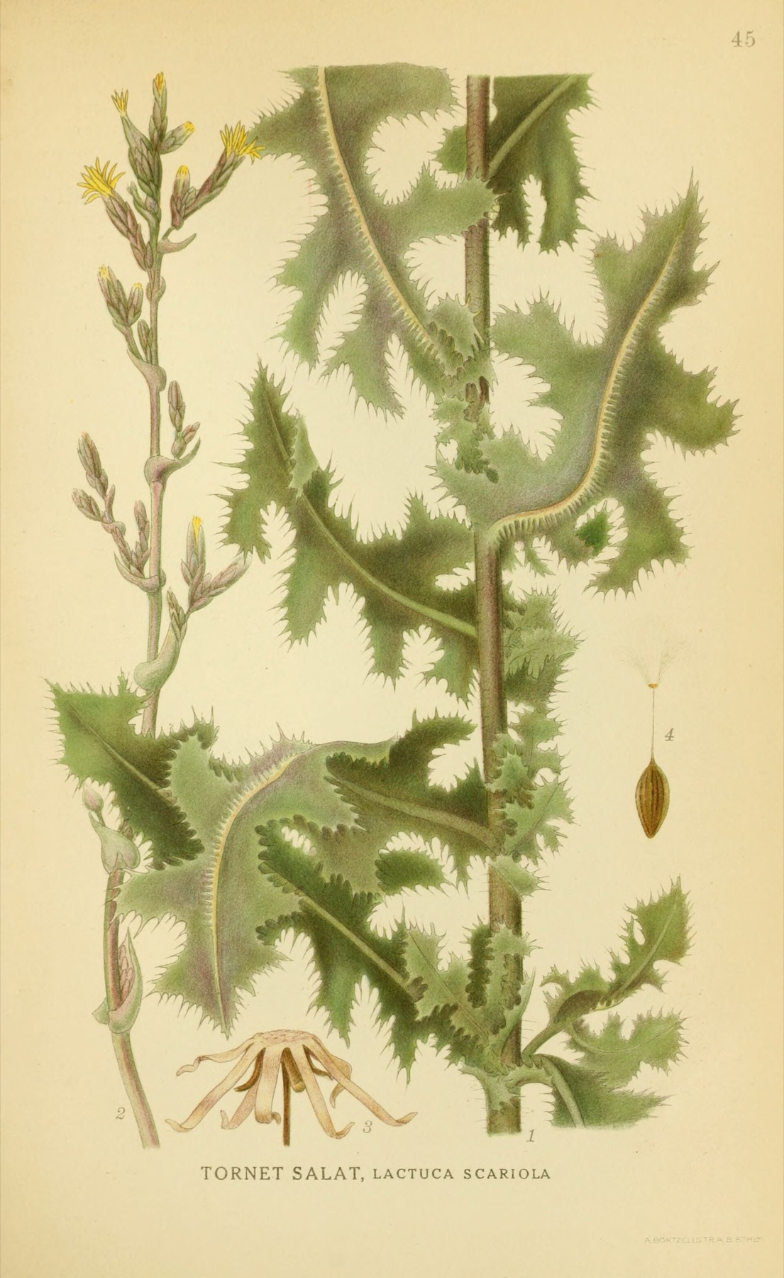 Prickly Lettuce — photo 15