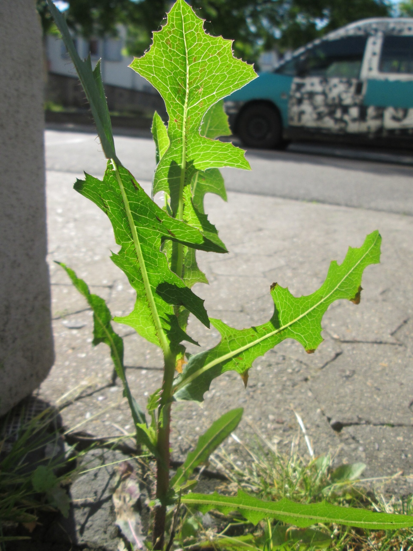 Prickly Lettuce — photo 16