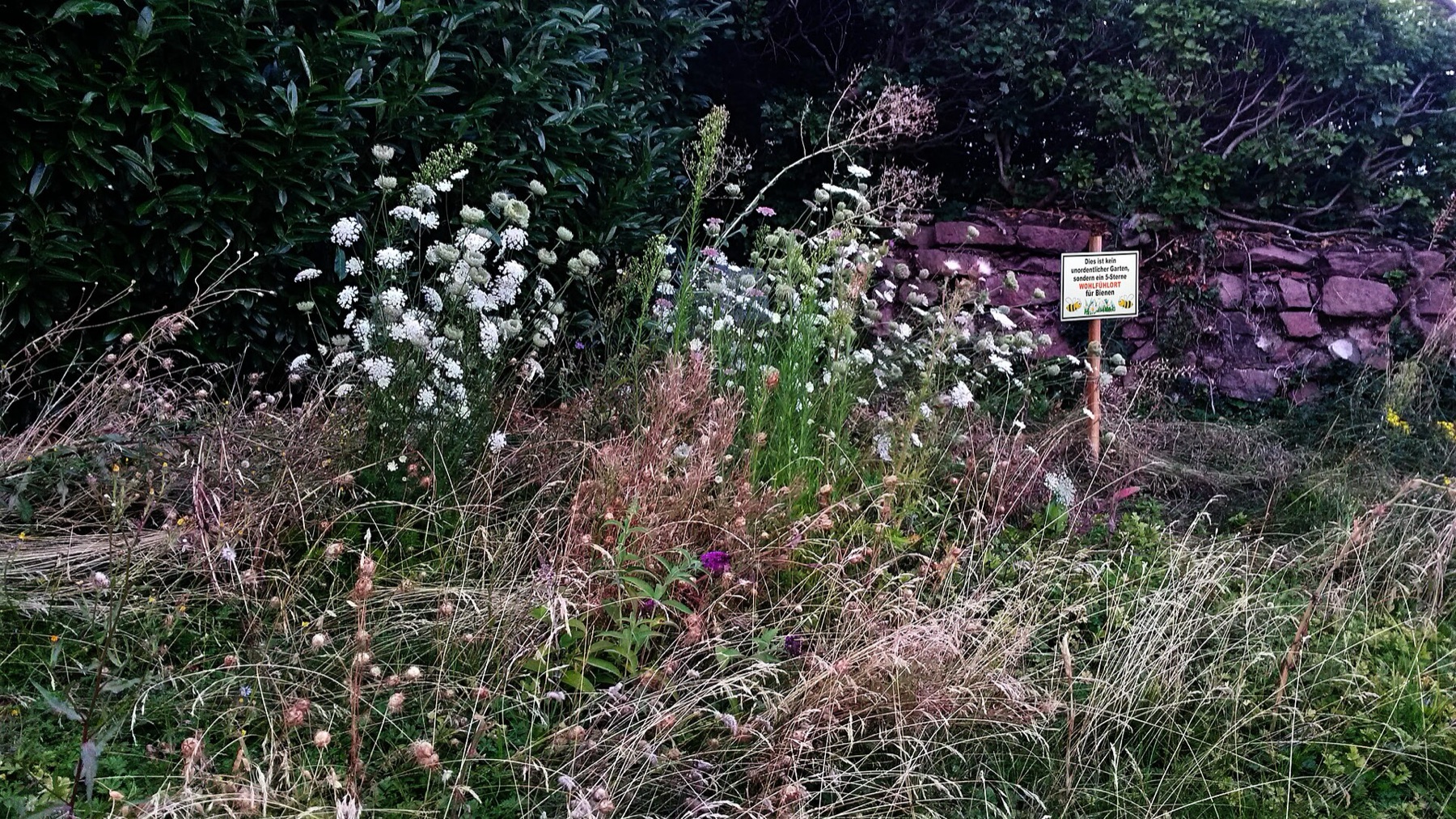 Prickly Lettuce — photo 17