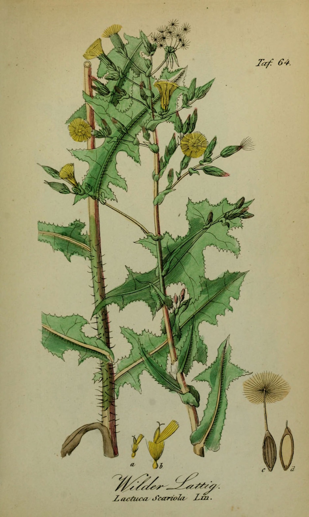 Prickly Lettuce — photo 18