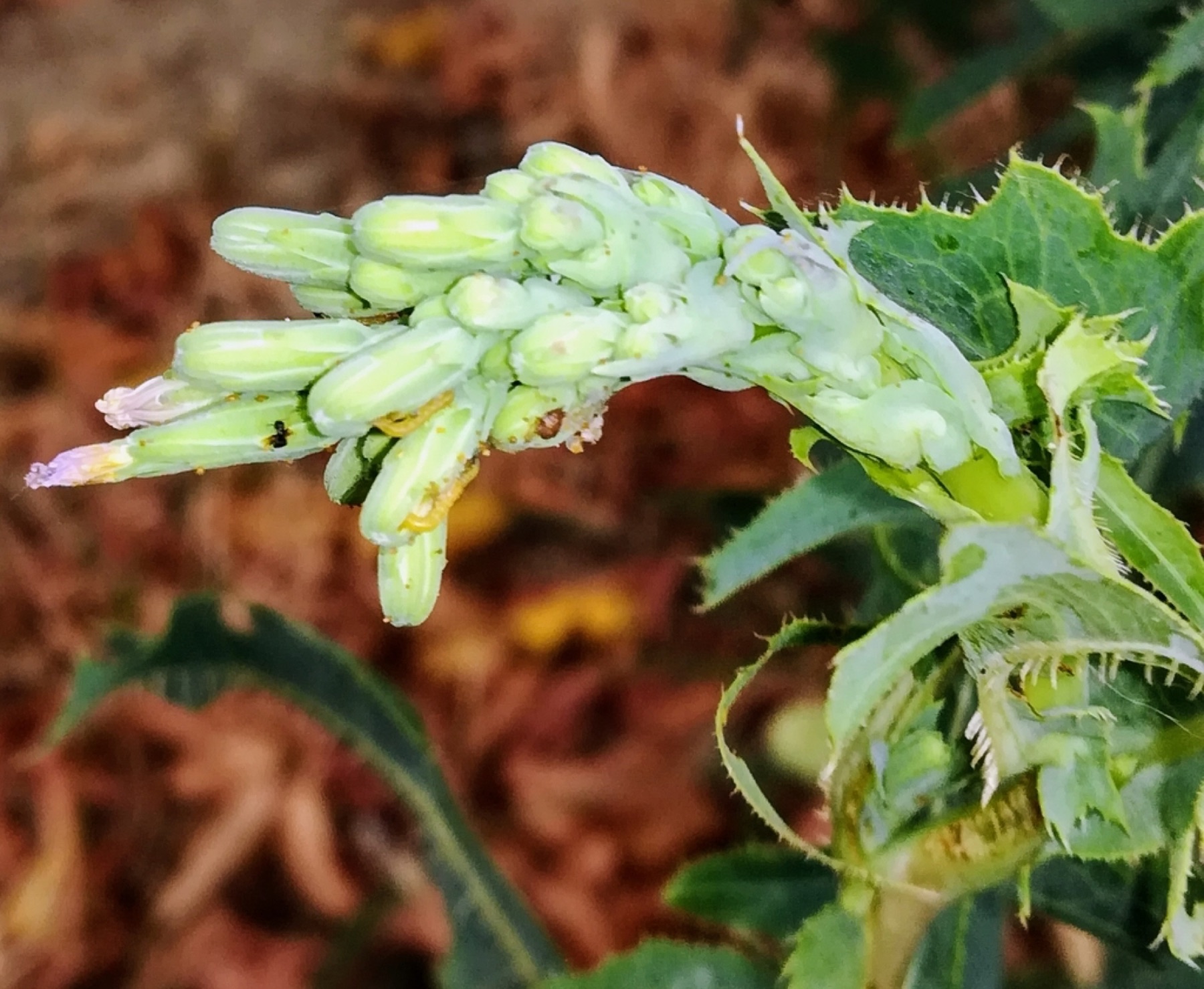 Prickly Lettuce — photo 19