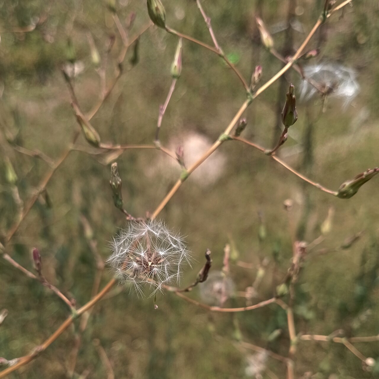 Prickly Lettuce — photo 3