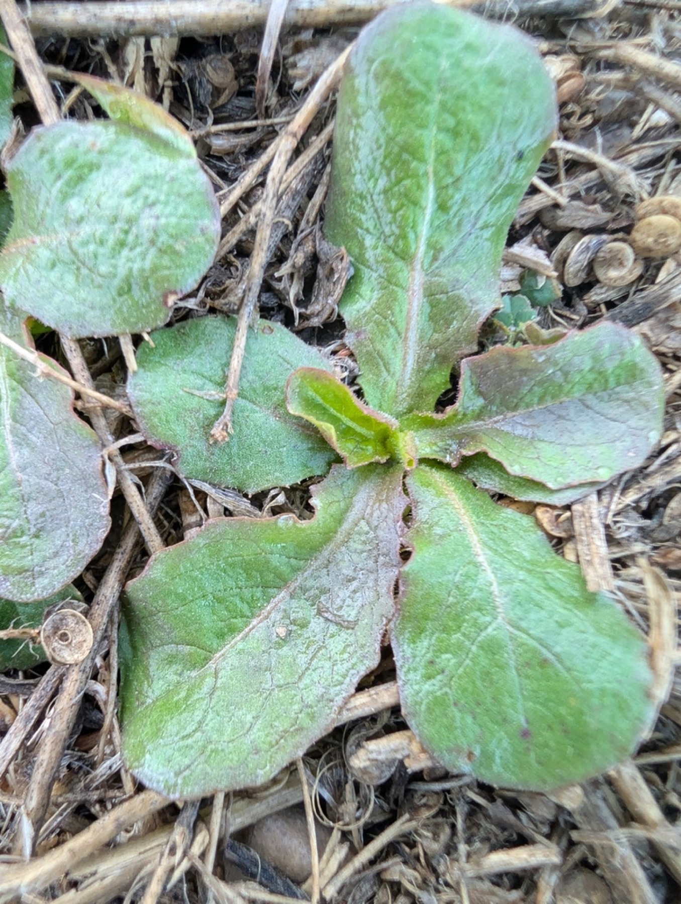 Prickly Lettuce — photo 20