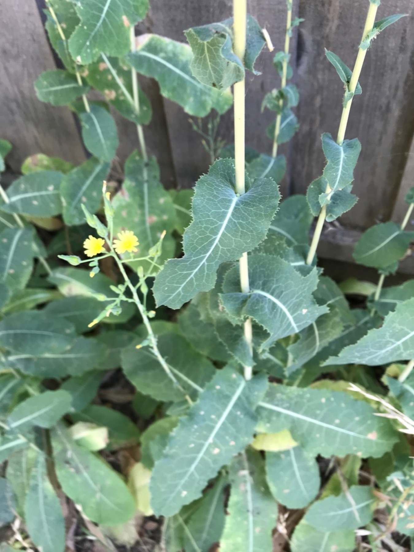Prickly Lettuce — photo 21