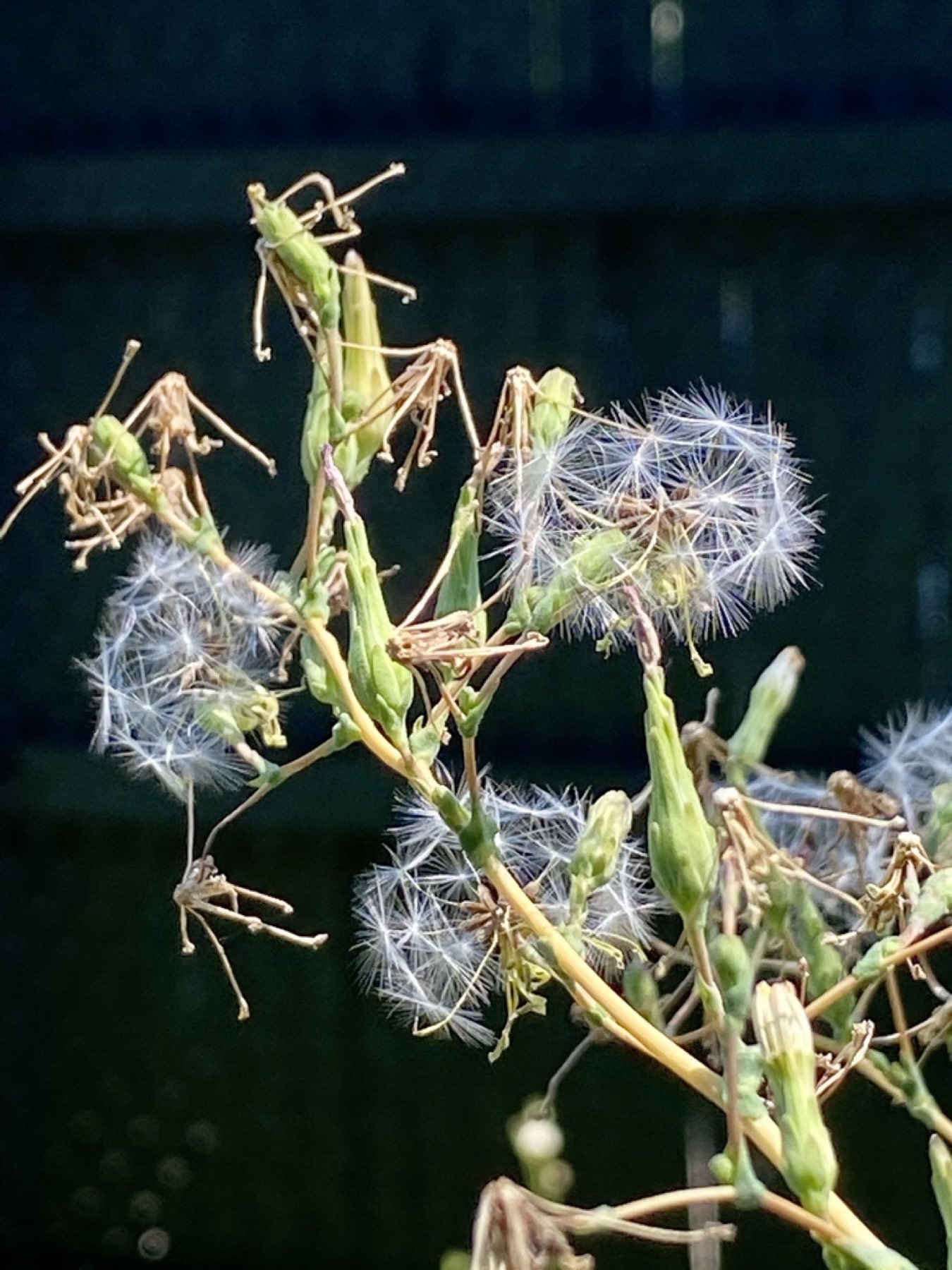 Prickly Lettuce — photo 22