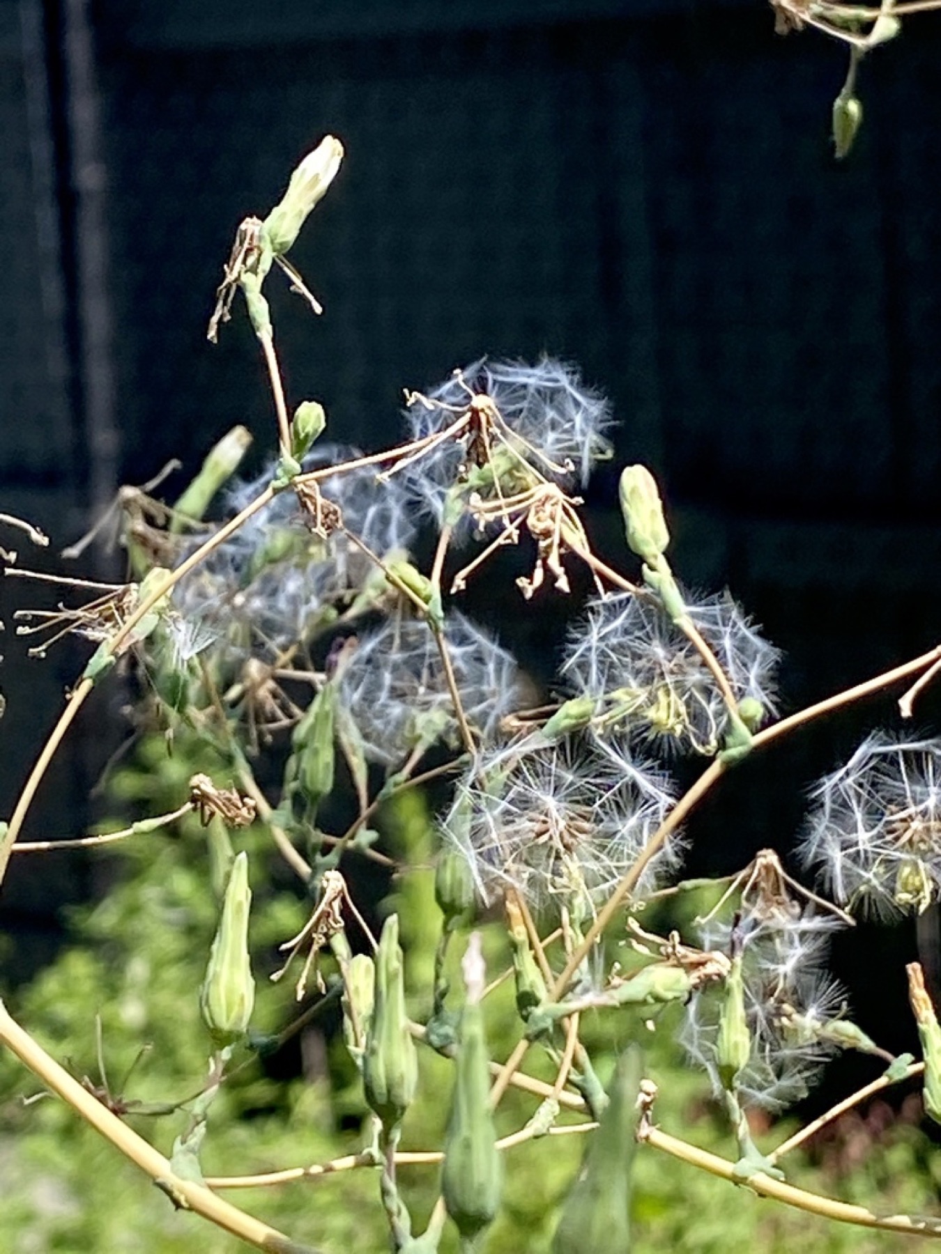 Prickly Lettuce — photo 23