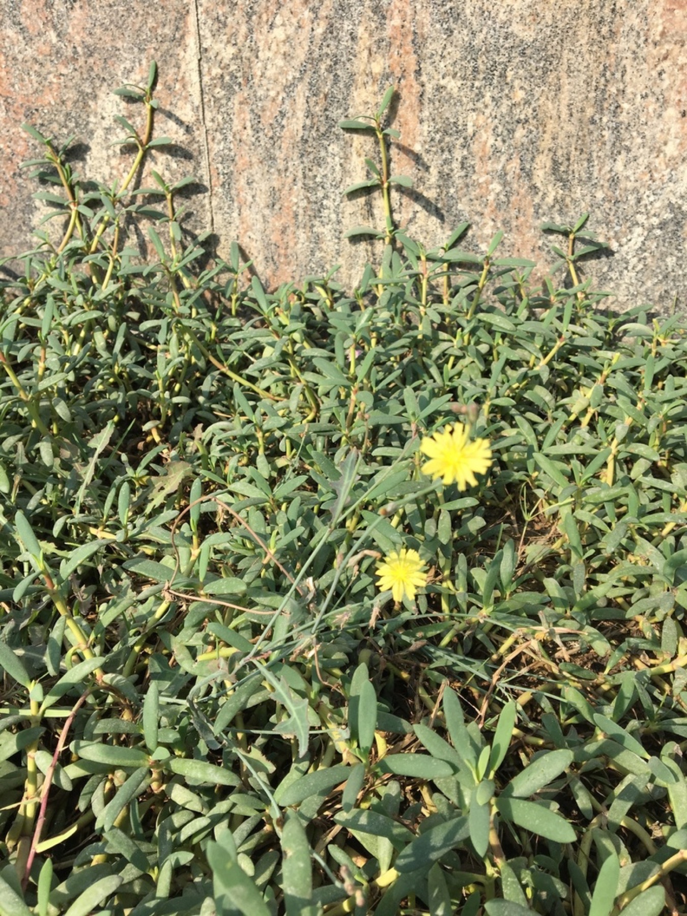 Prickly Lettuce — photo 24
