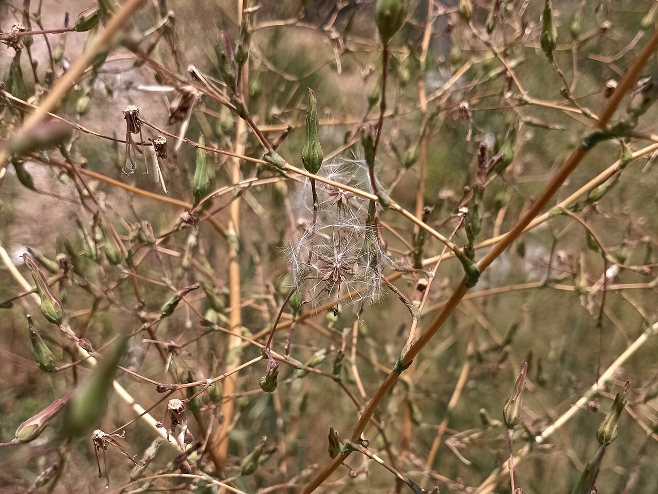 Prickly Lettuce — photo 4