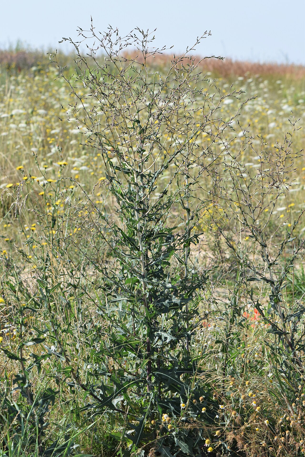 Prickly Lettuce — photo 5