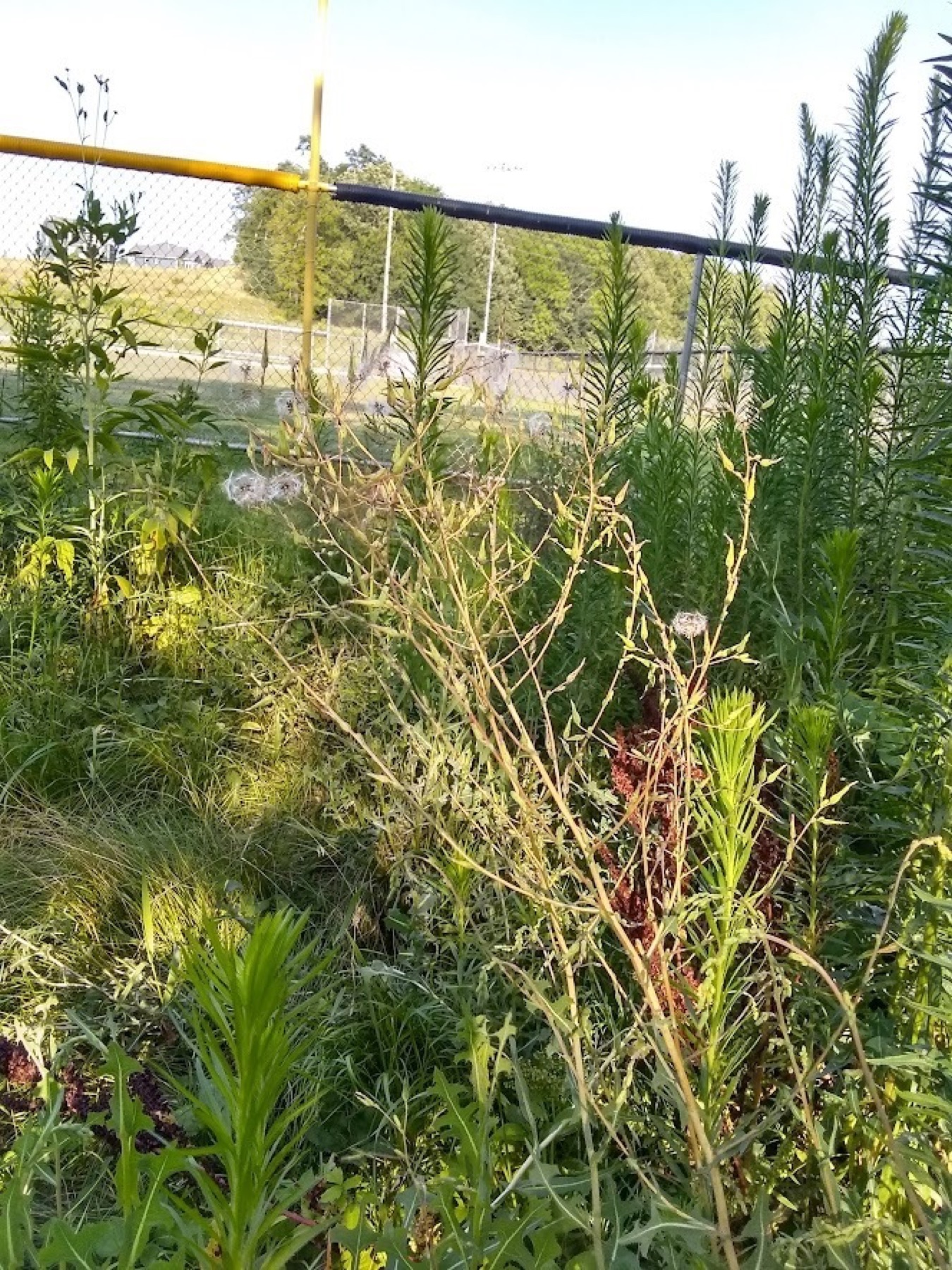Prickly Lettuce — photo 6