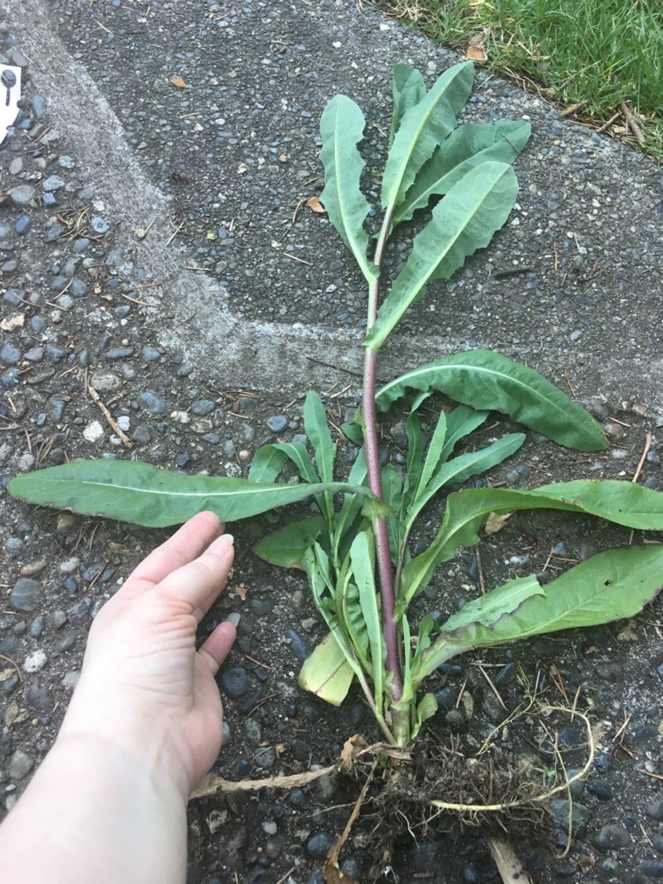 Prickly Lettuce — photo 7