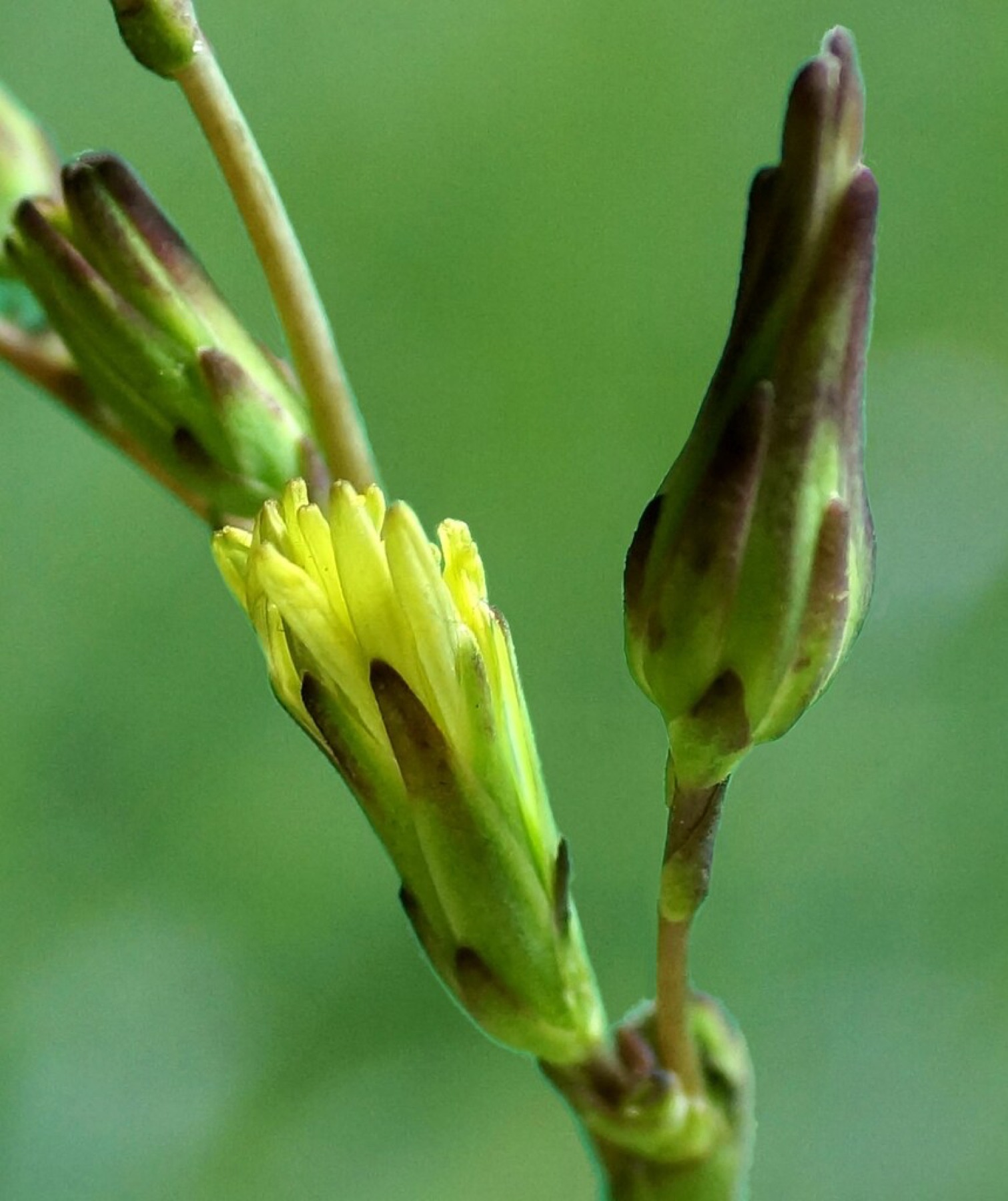 Prickly Lettuce — photo 8