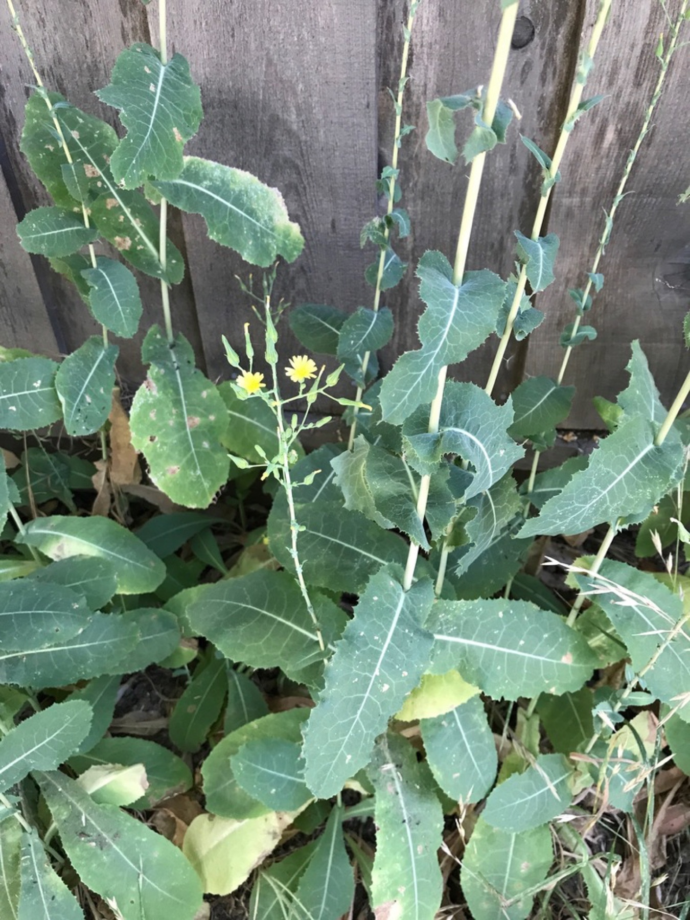 Prickly Lettuce
