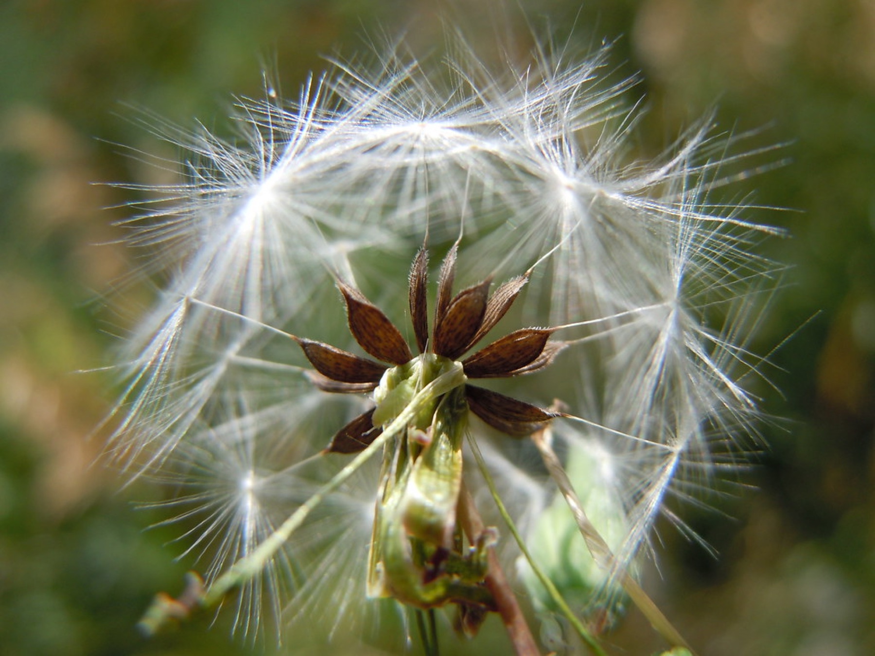 Prickly Lettuce — photo 9