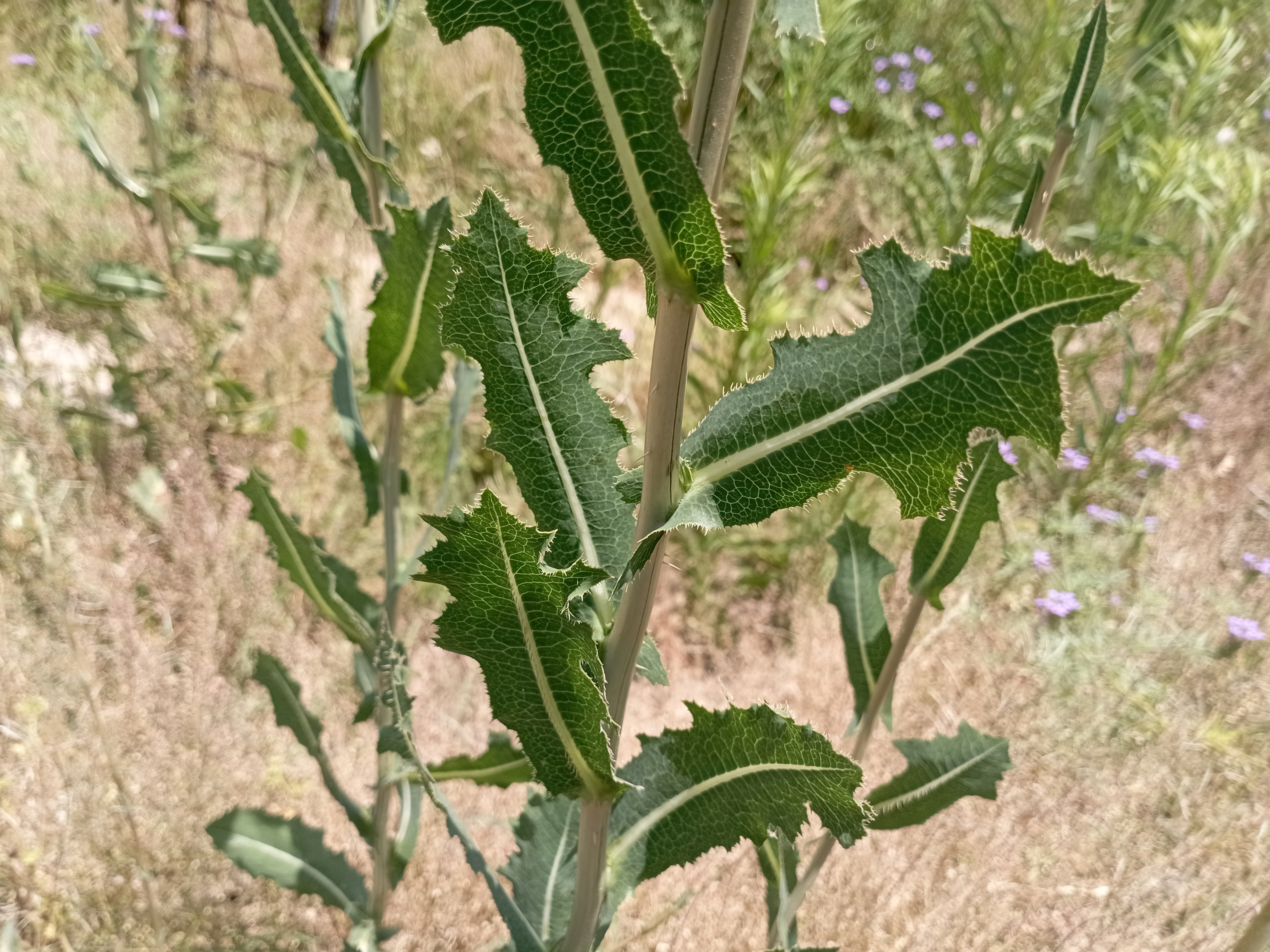 Prickly Lettuce — photo 2