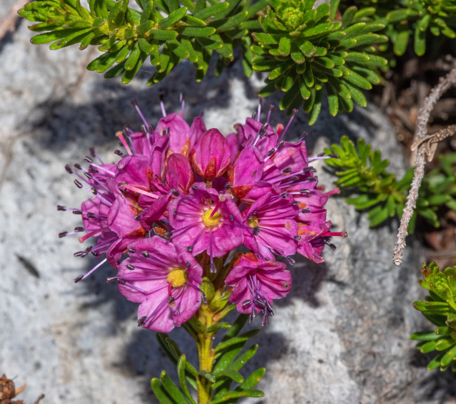 Purple Mountain-heath — photo 6