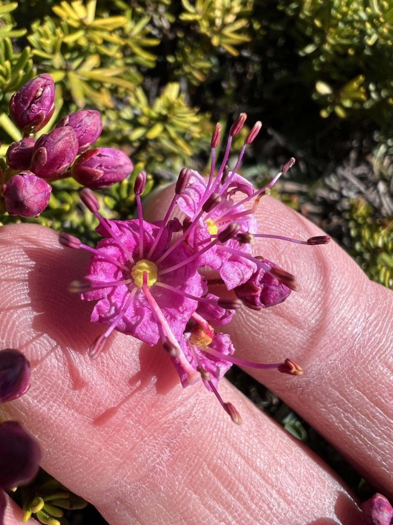 Purple Mountain-heath — photo 7