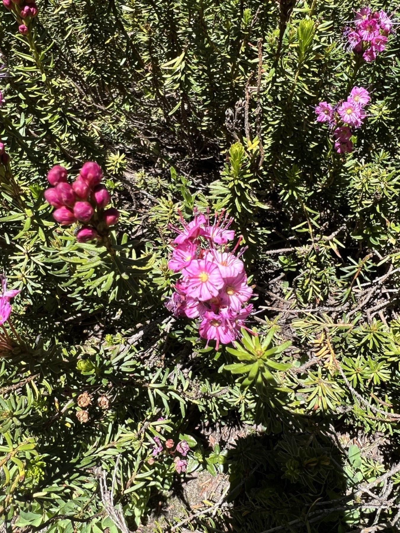 Purple Mountain-heath — photo 9