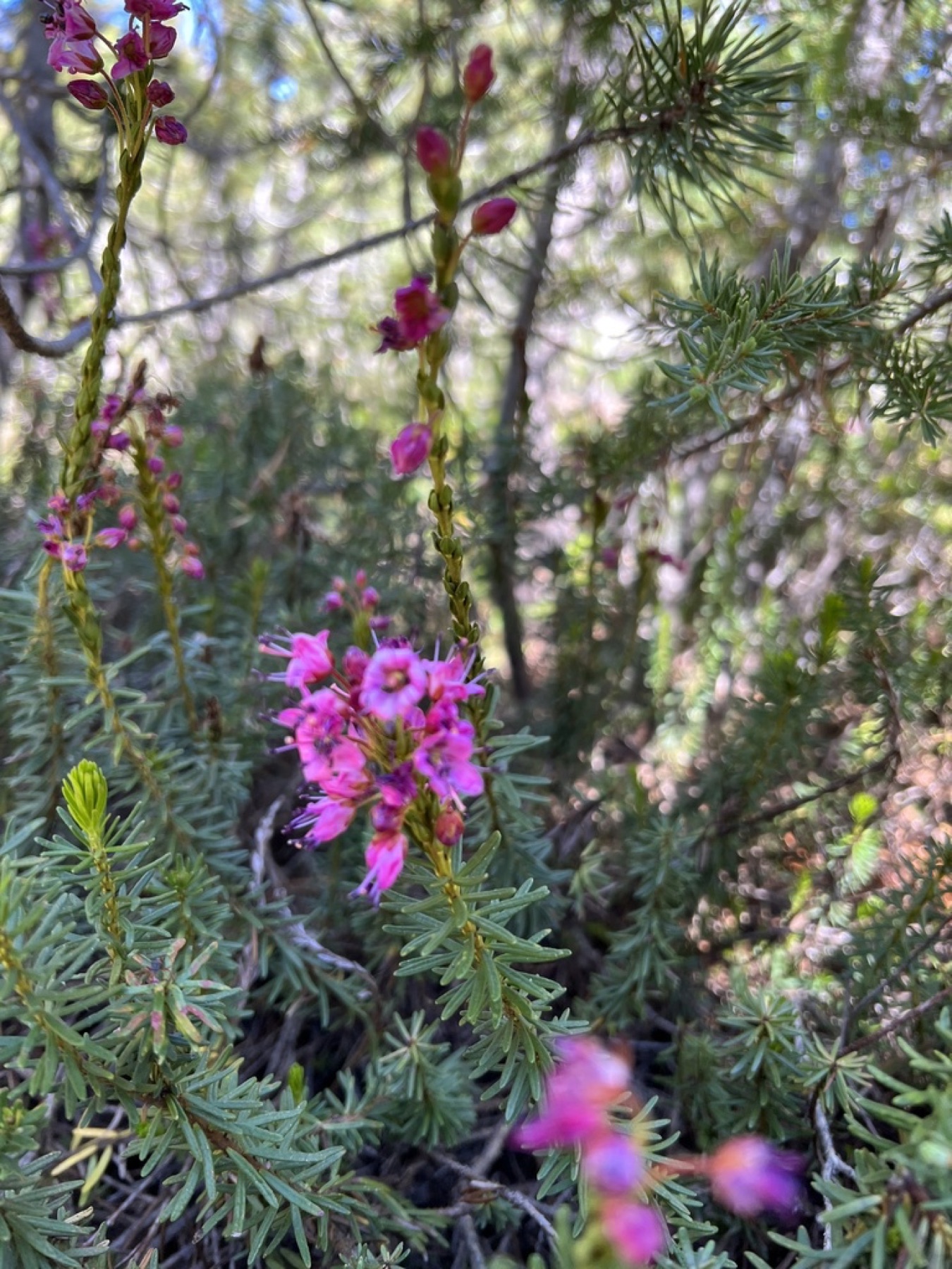 Purple Mountain-heath — photo 10
