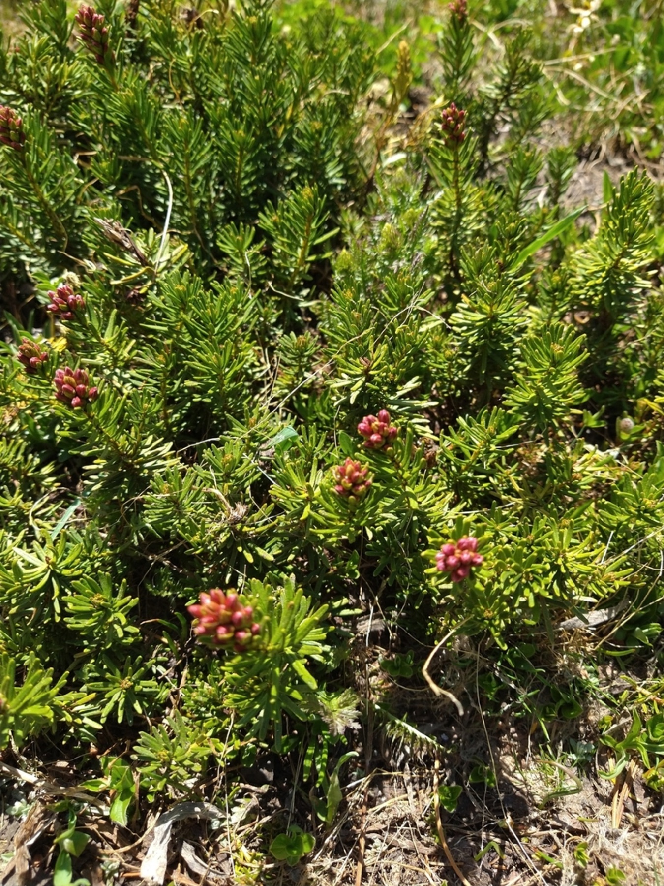 Purple Mountain-heath — photo 11