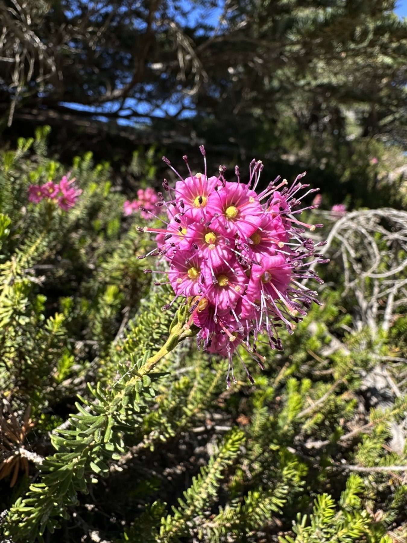 Purple Mountain-heath — photo 12
