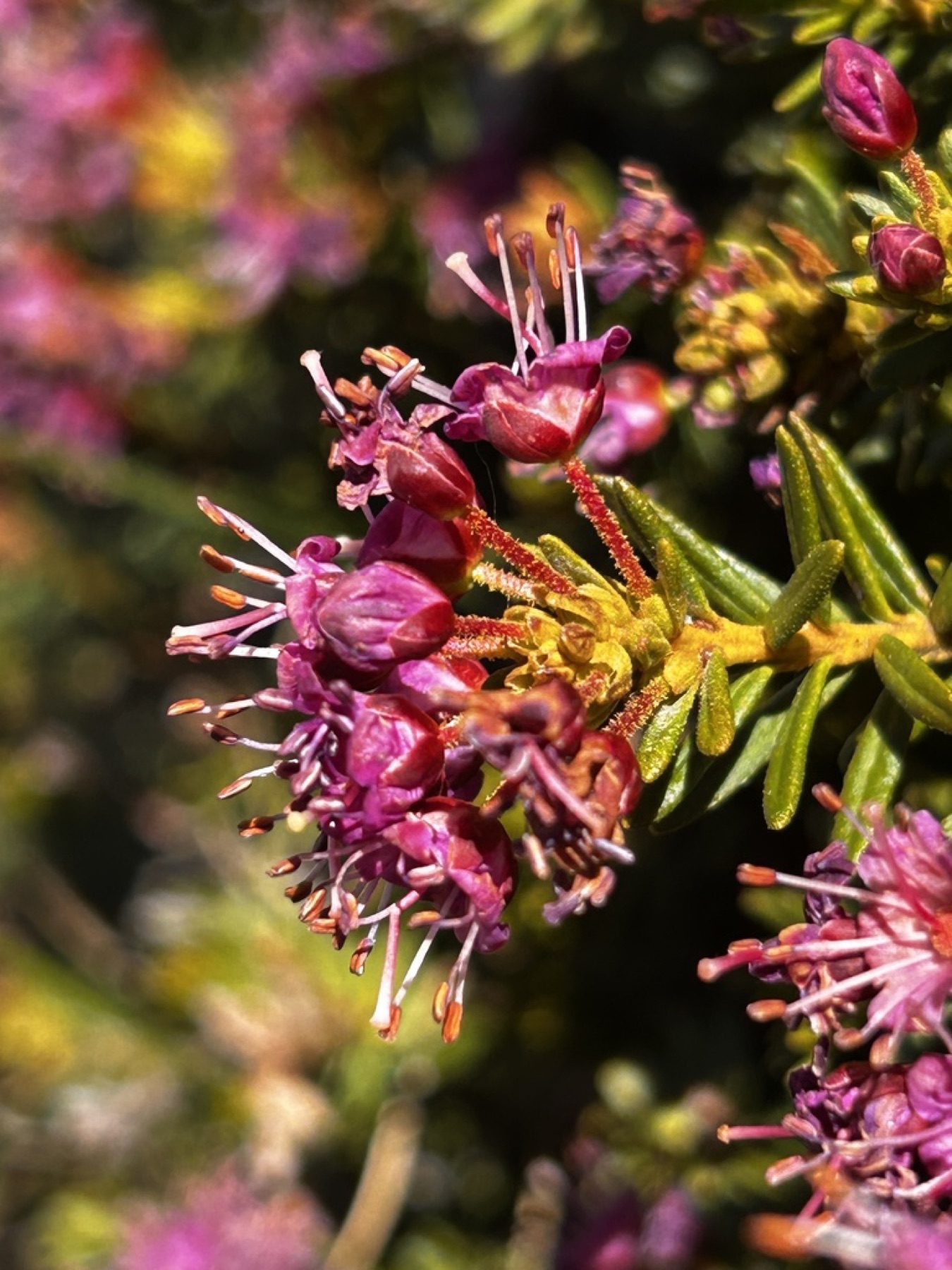 Purple Mountain-heath — photo 13