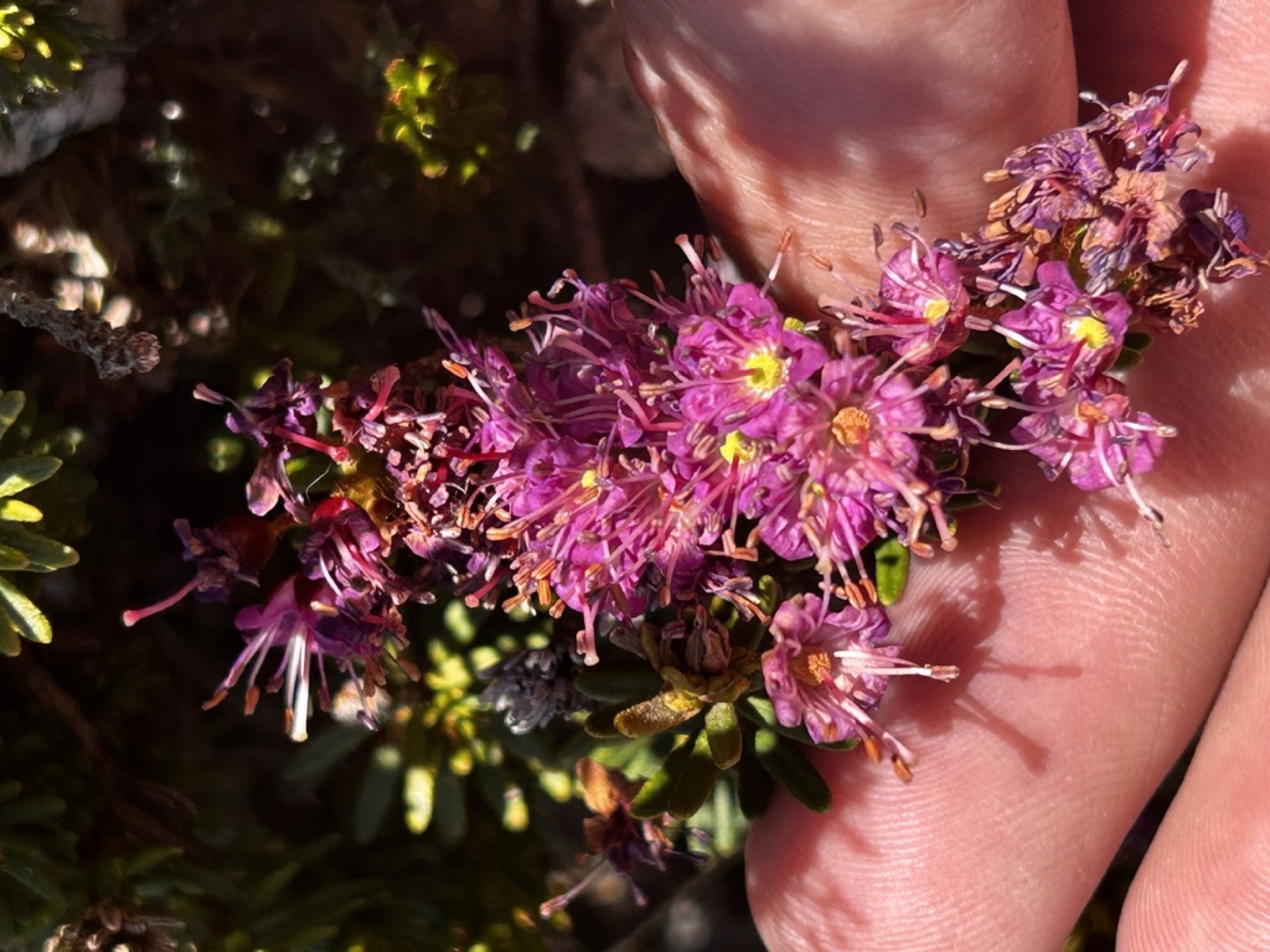 Purple Mountain-heath — photo 14