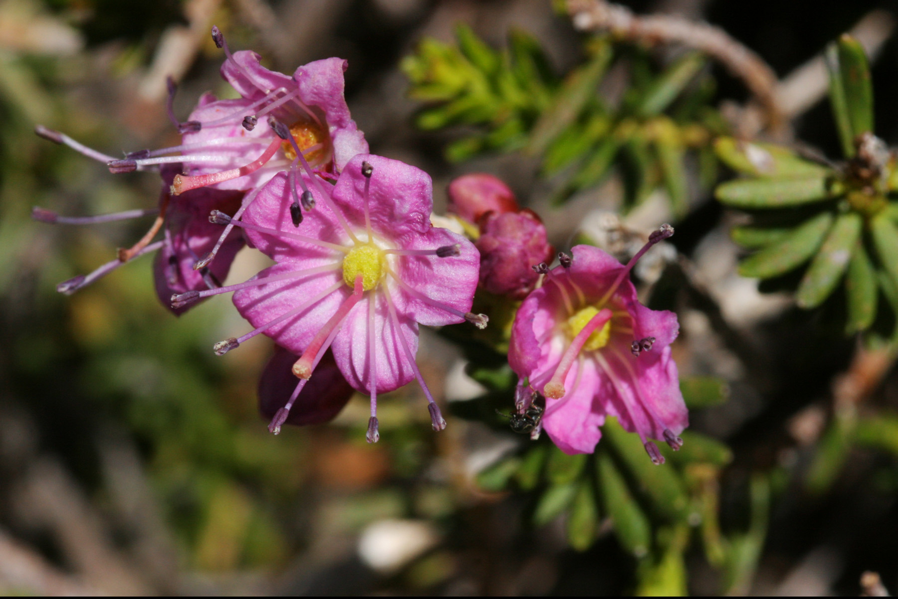 Purple Mountain-heath — photo 15