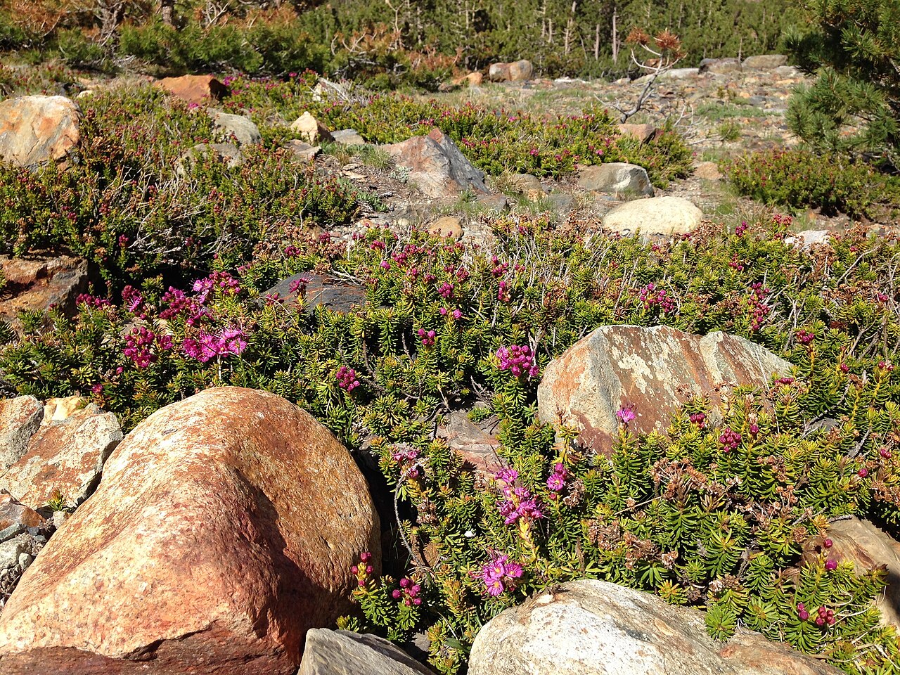 Purple Mountain-heath — photo 23