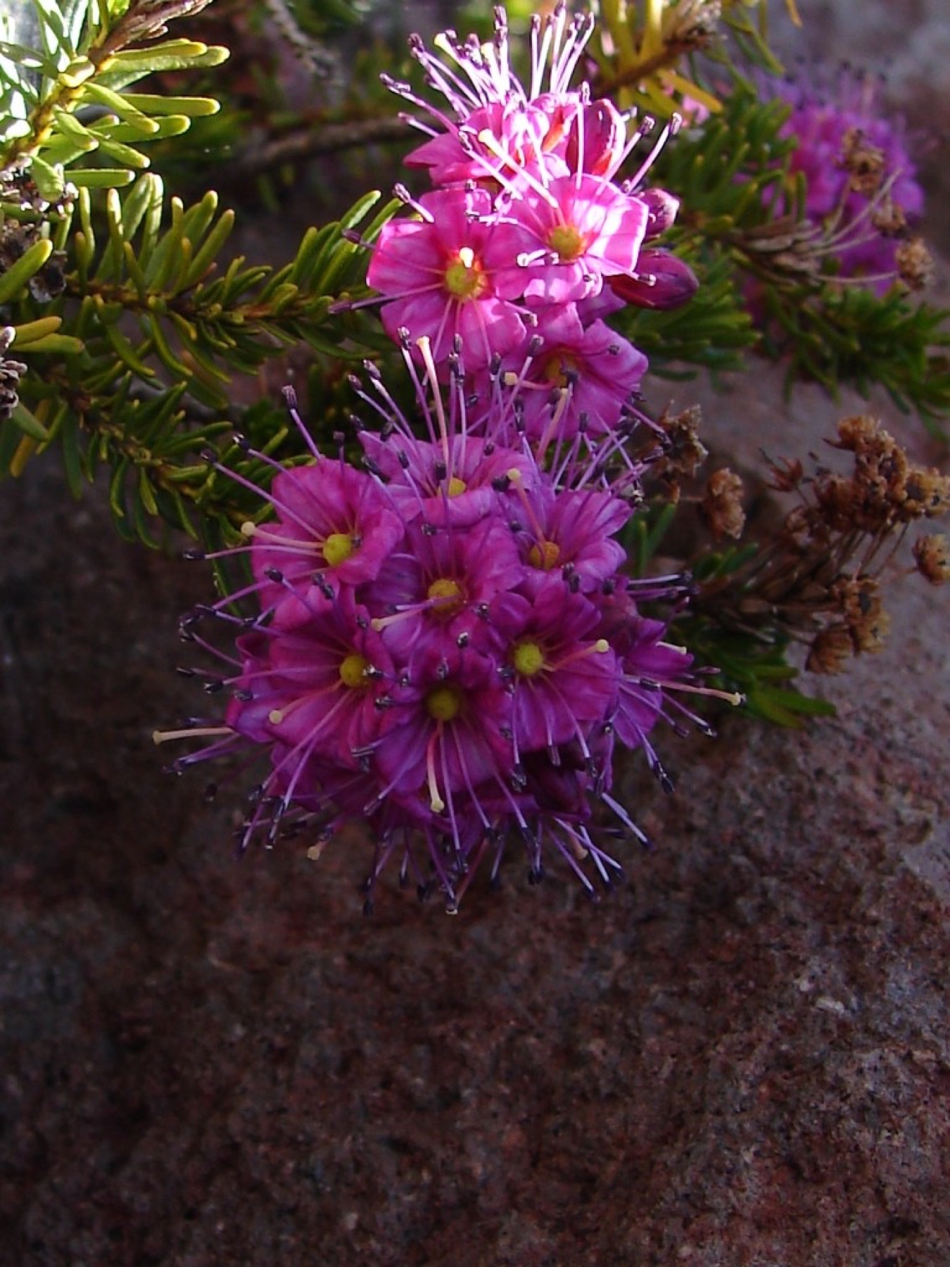 Purple Mountain-heath — photo 17