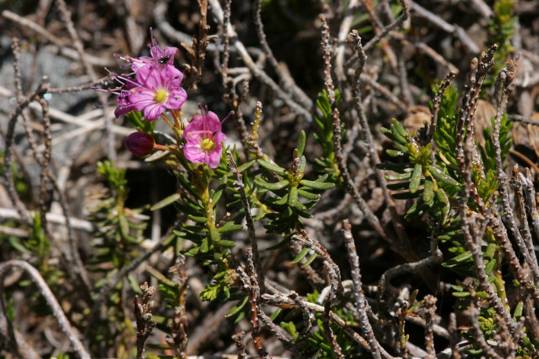 Purple Mountain-heath — photo 18