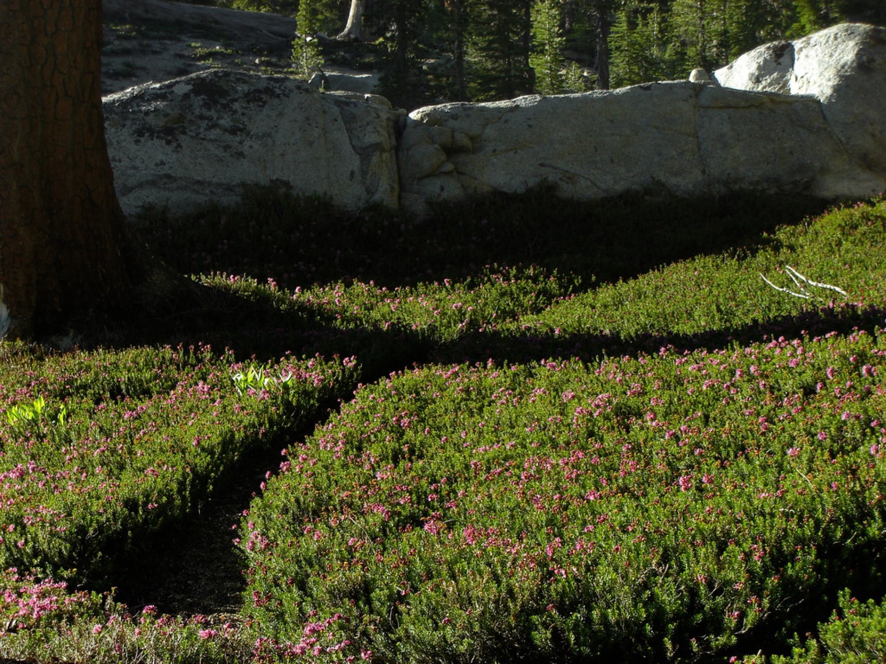 Purple Mountain-heath — photo 20