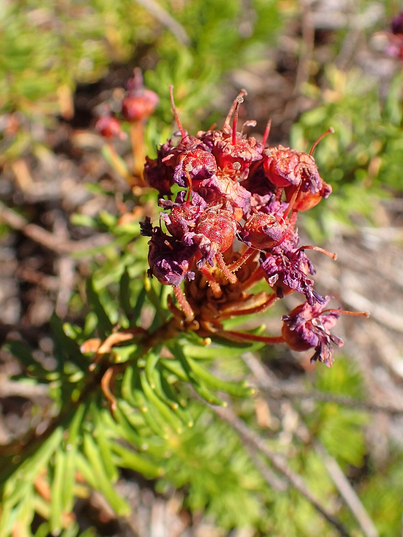 Purple Mountain-heath — photo 24