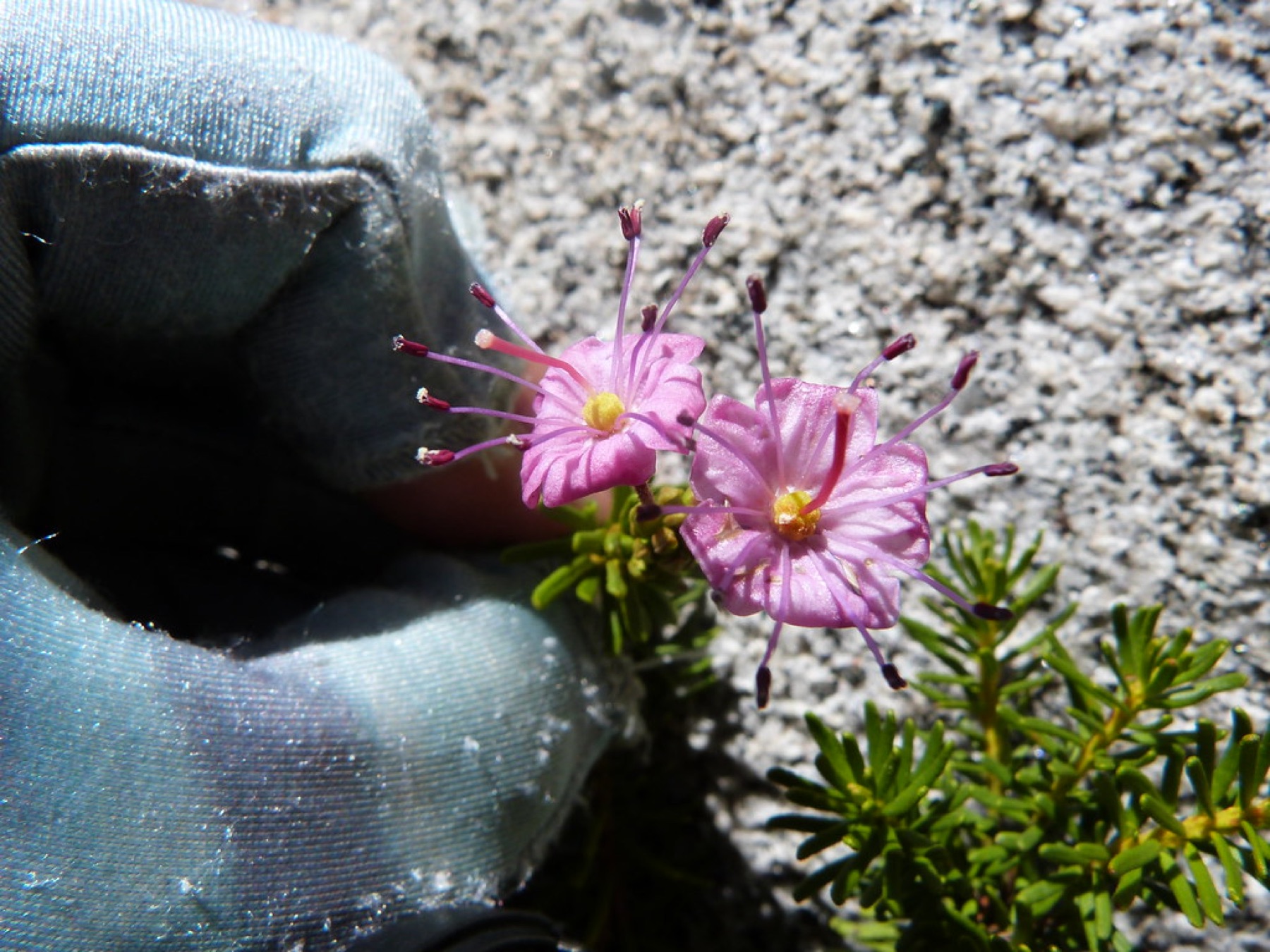 Purple Mountain-heath — photo 2