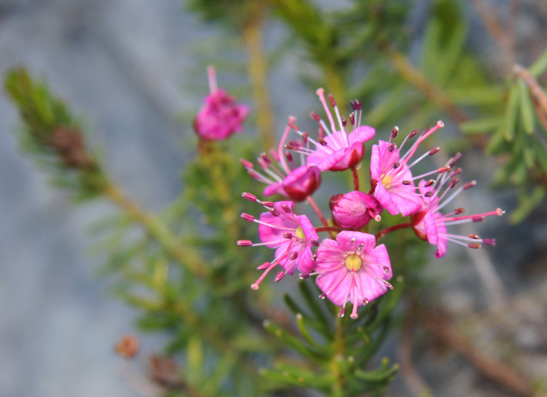 Purple Mountain-heath — photo 4