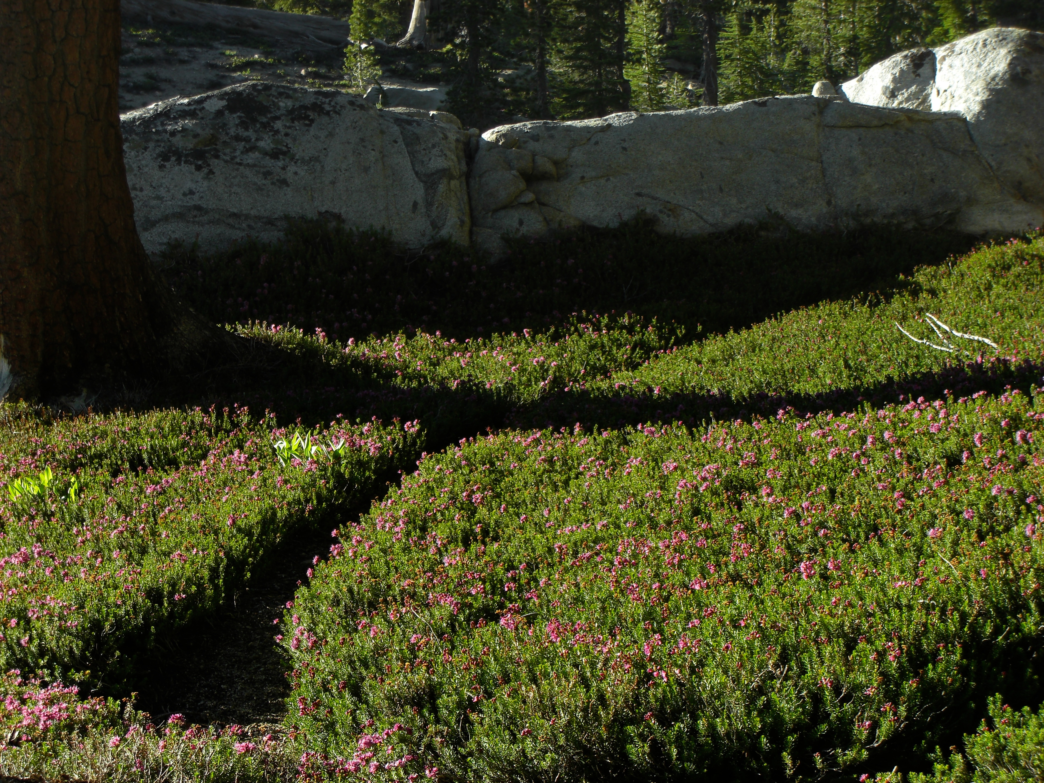 Purple Mountain-heath — photo 22