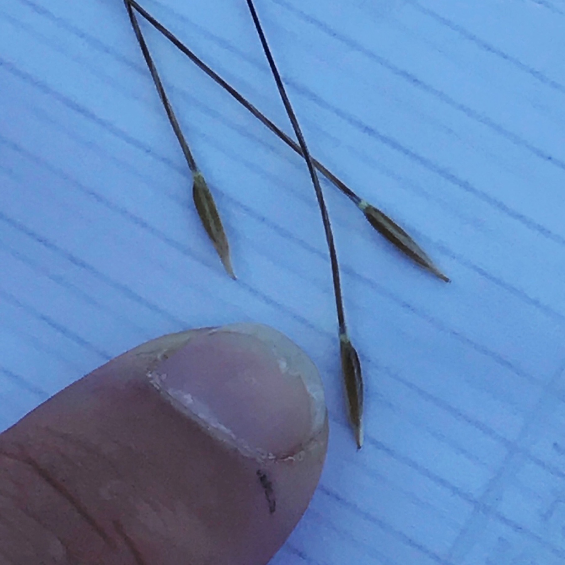 Purple Needlegrass — photo 7
