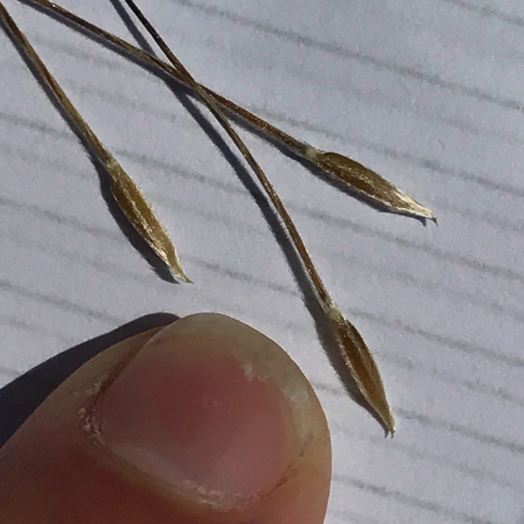 Purple Needlegrass — photo 8