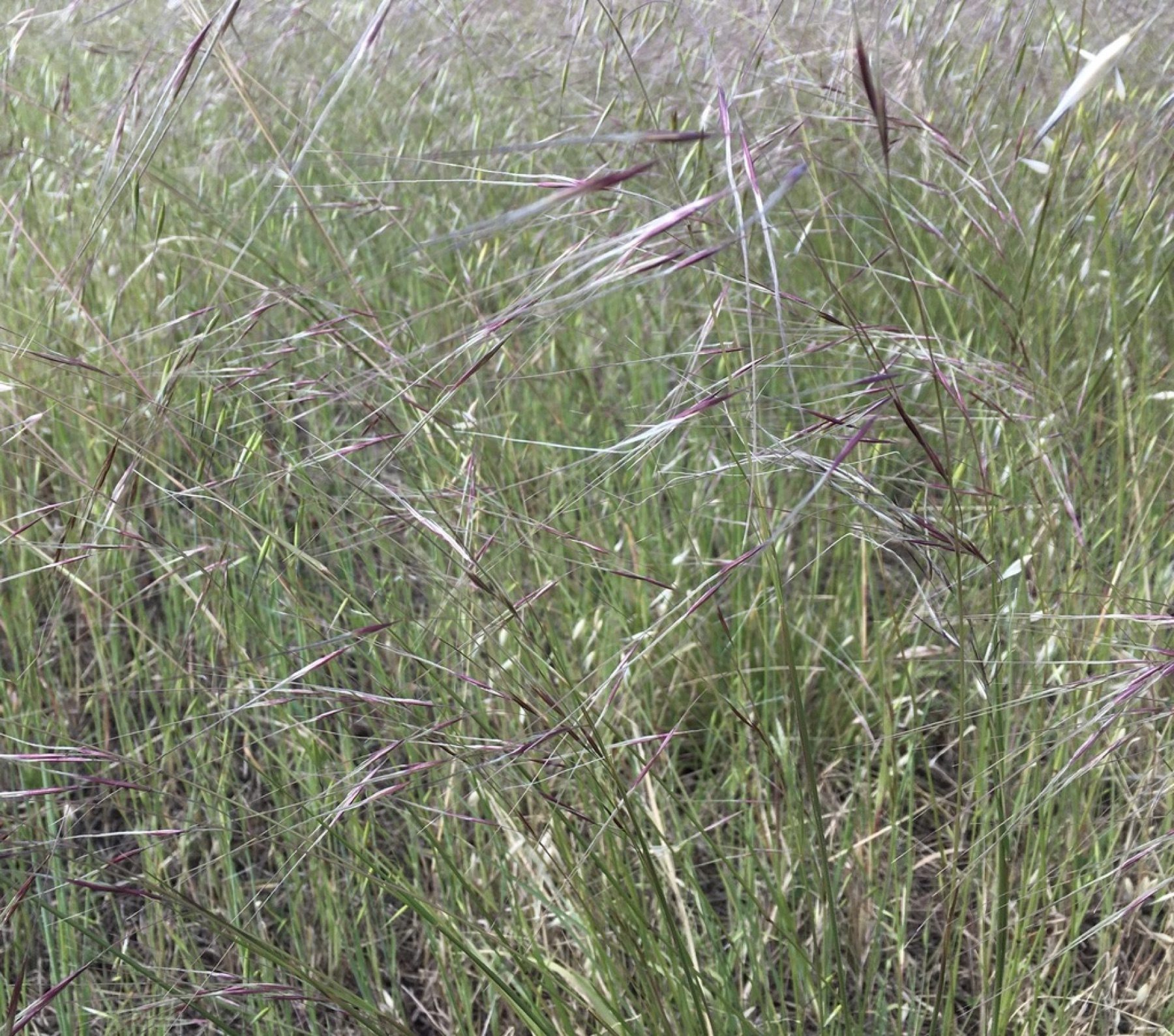 Purple Needlegrass — photo 9
