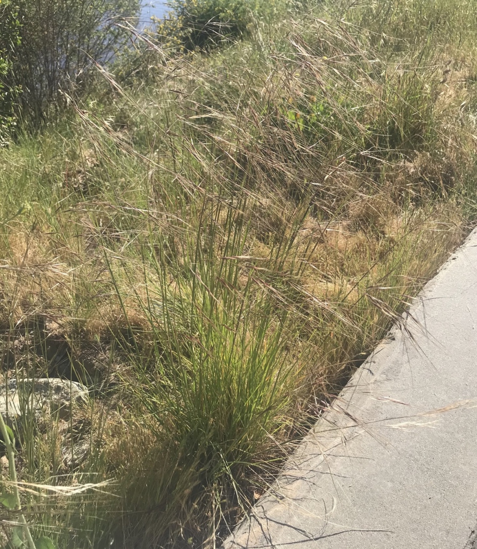 Purple Needlegrass — photo 10