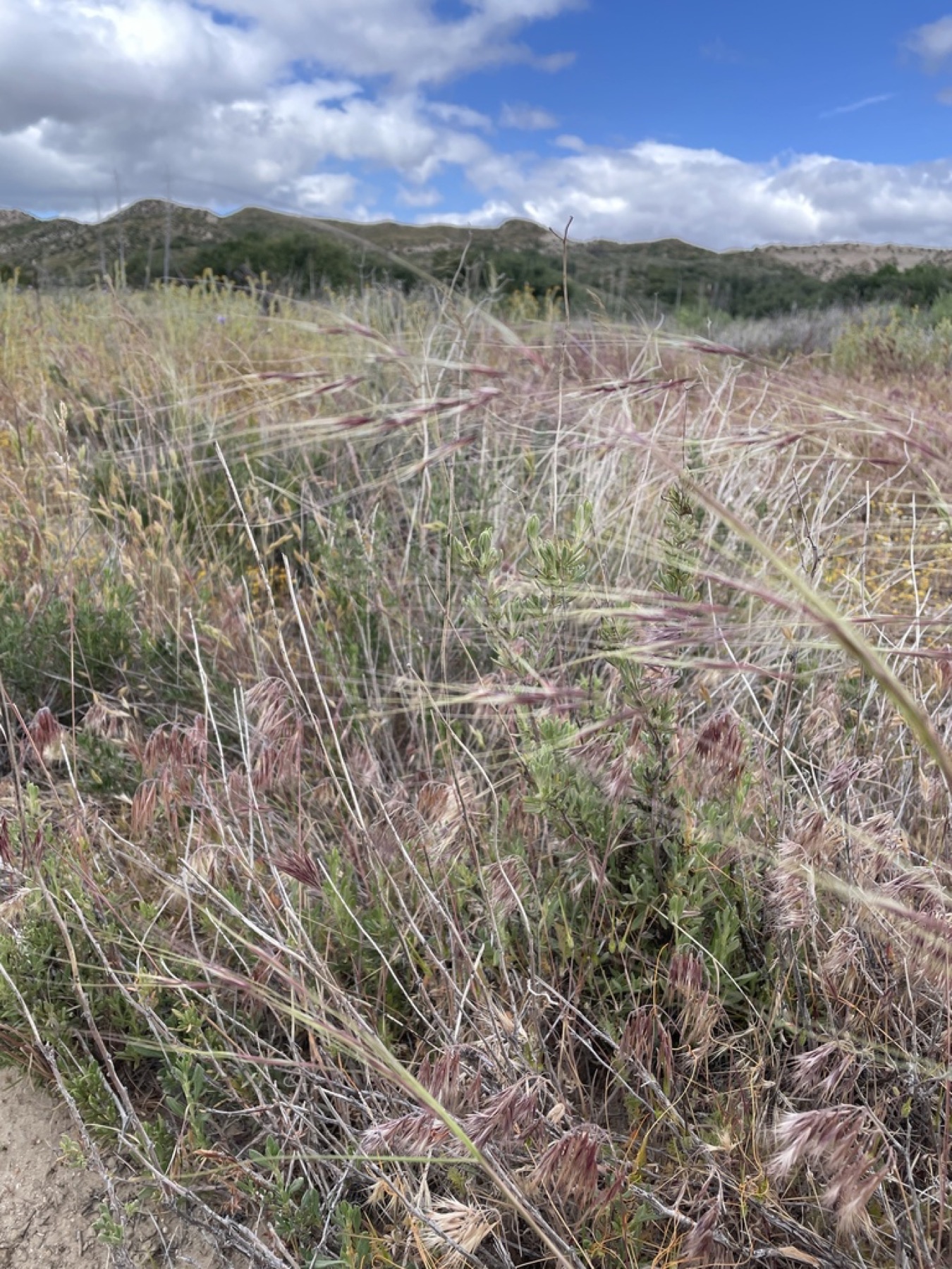Purple Needlegrass — photo 11