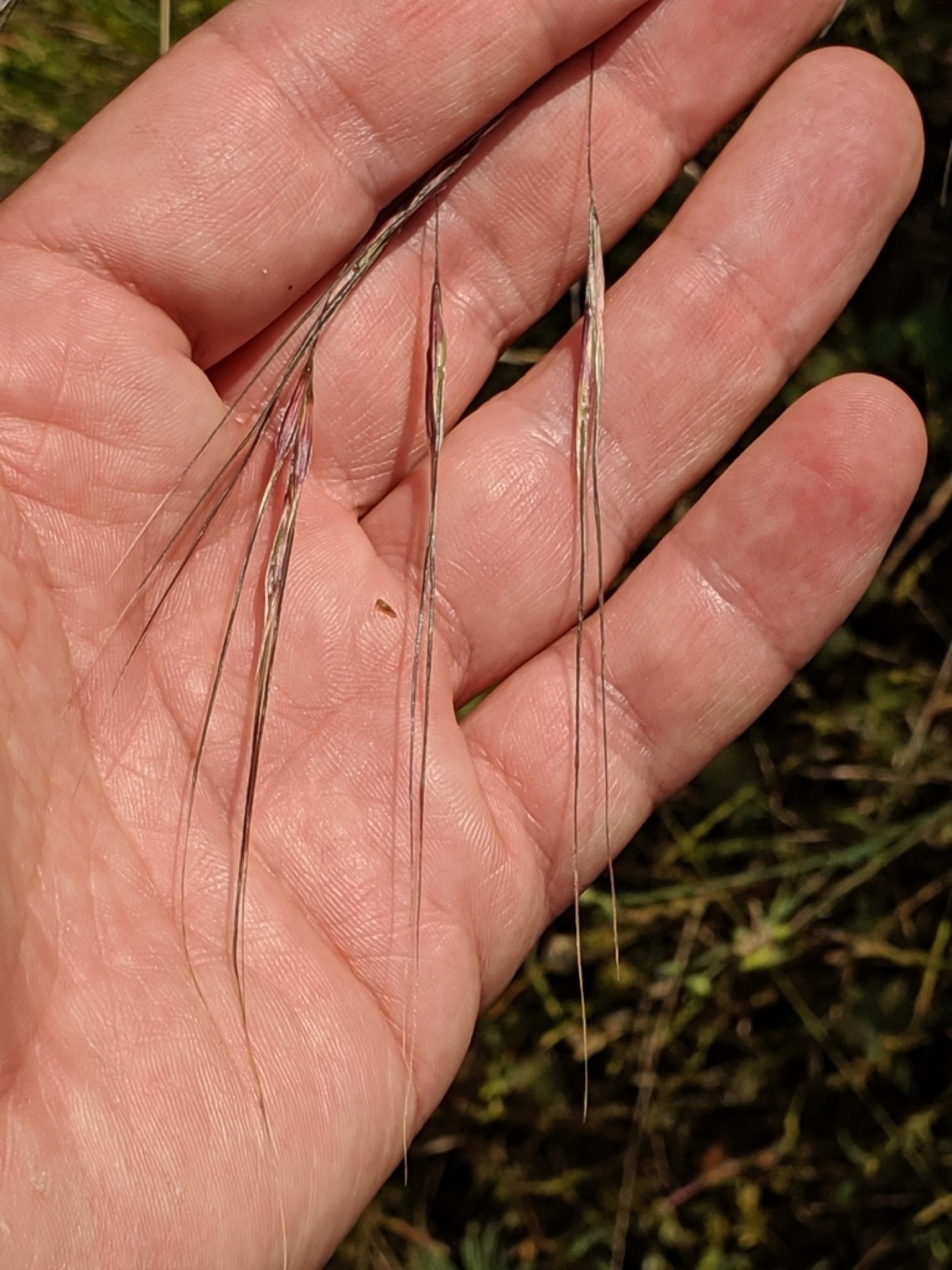 Purple Needlegrass — photo 12