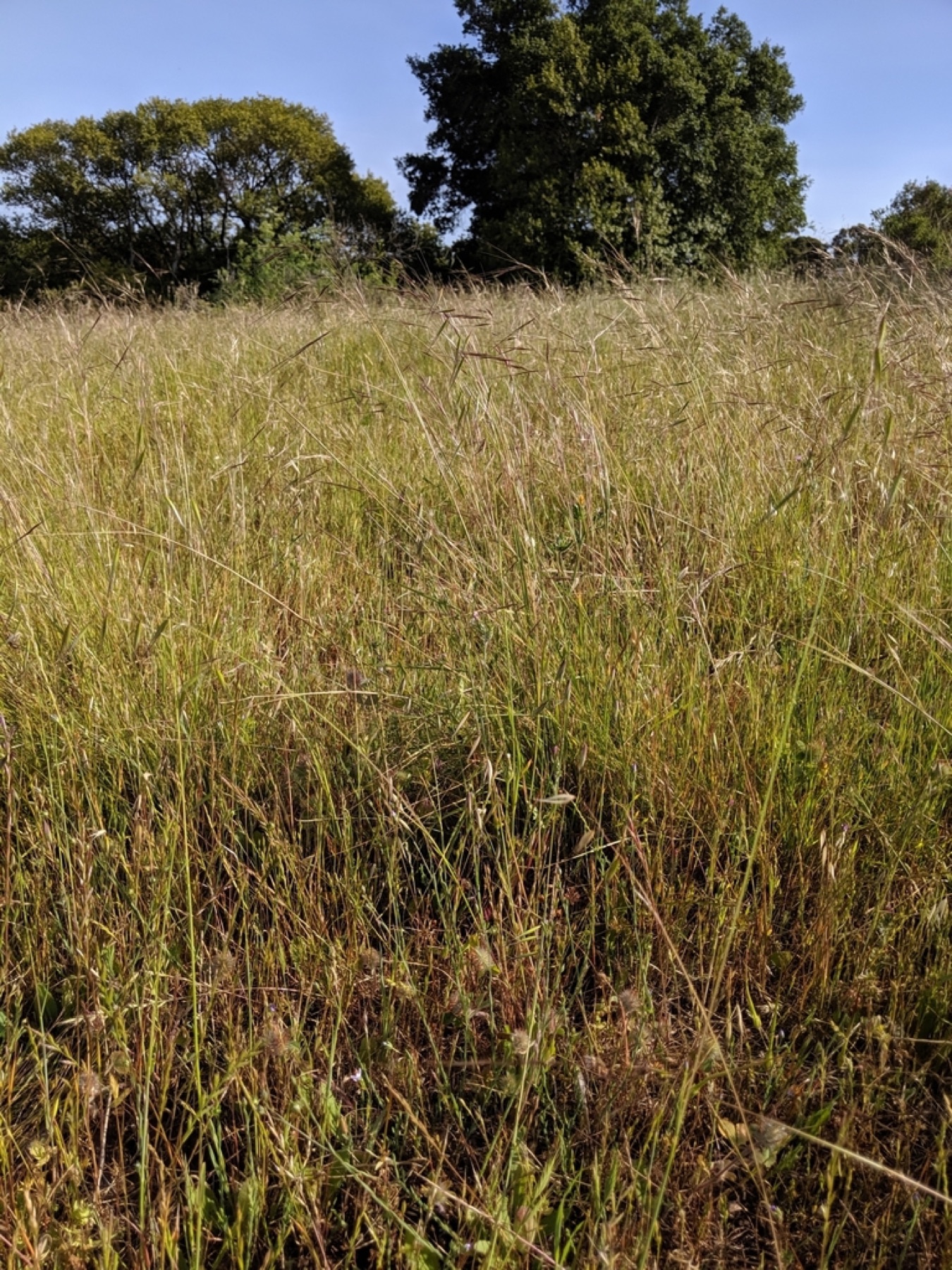 Purple Needlegrass — photo 13