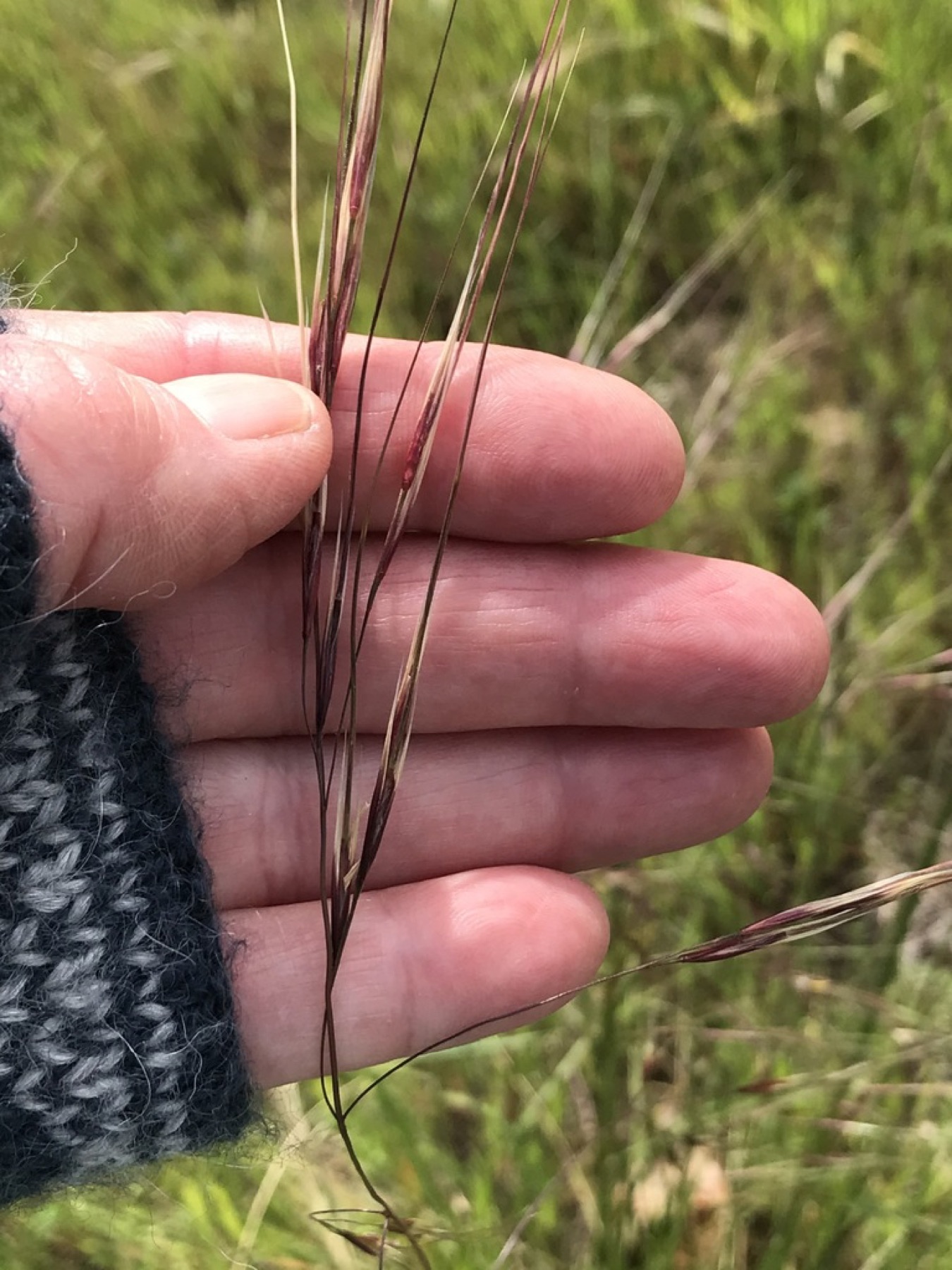 Purple Needlegrass — photo 14