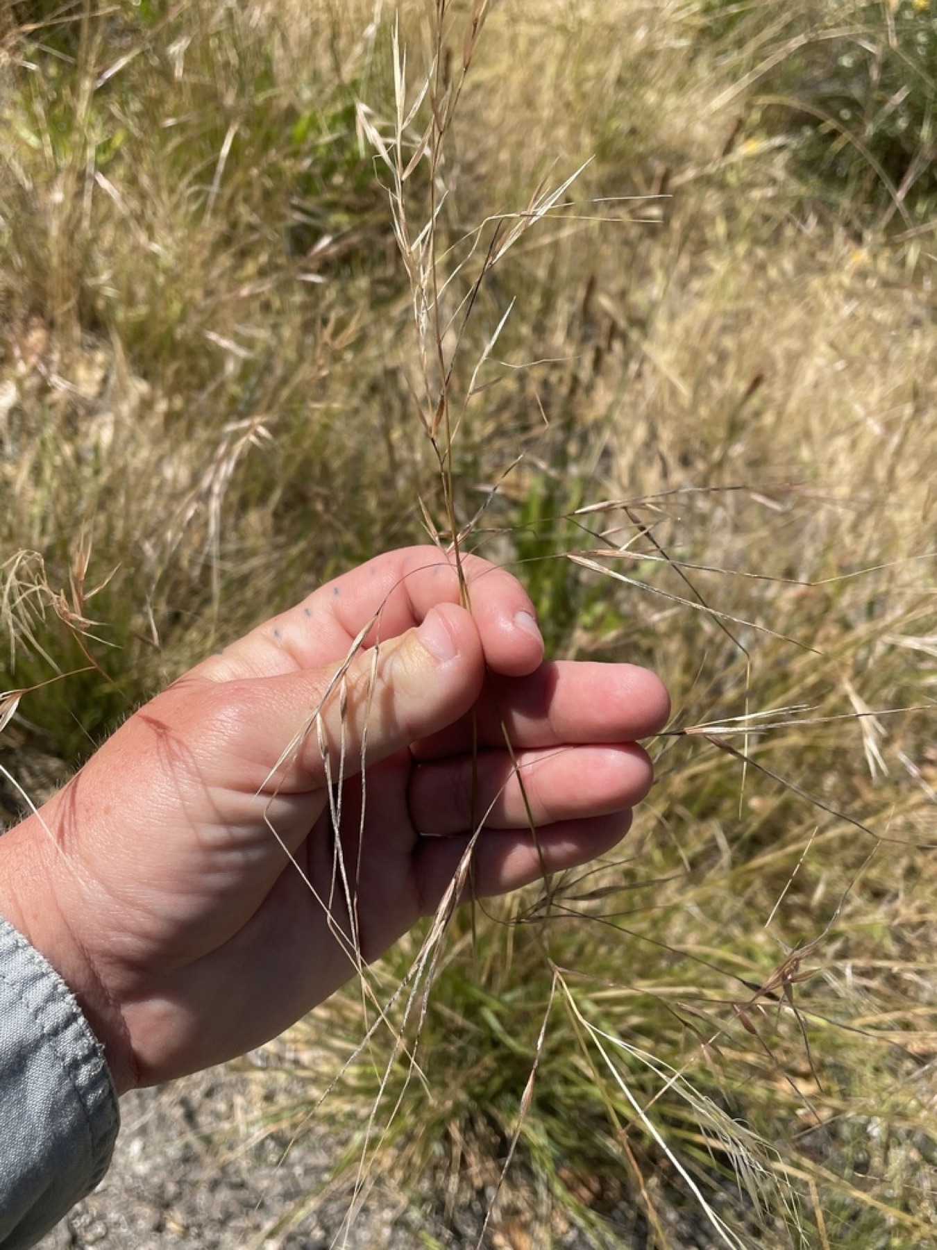 Purple Needlegrass — photo 15