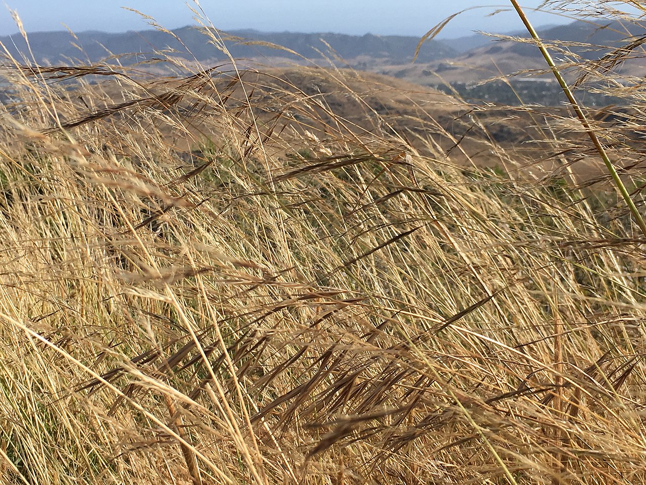 Purple Needlegrass — photo 24