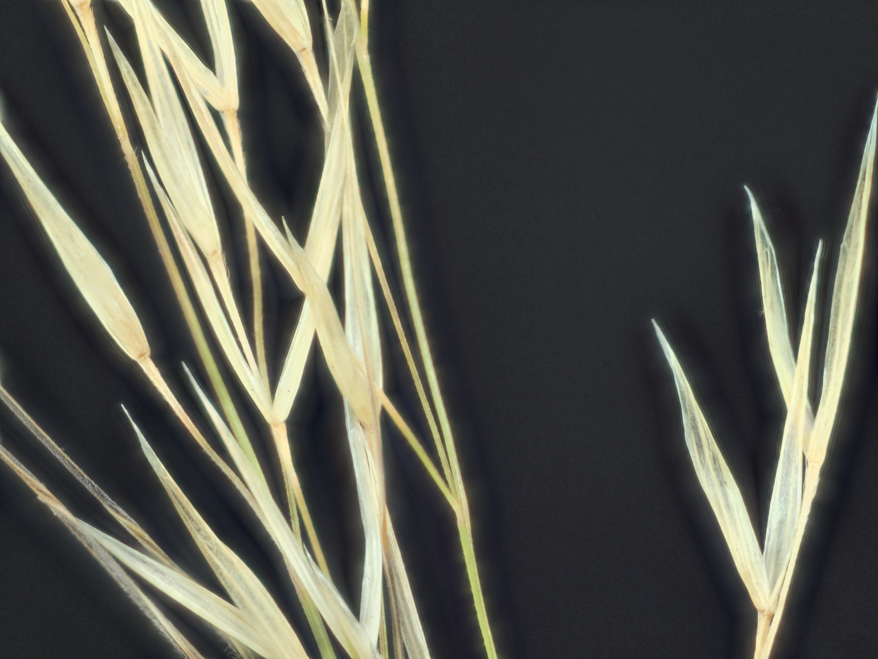 Purple Needlegrass — photo 16